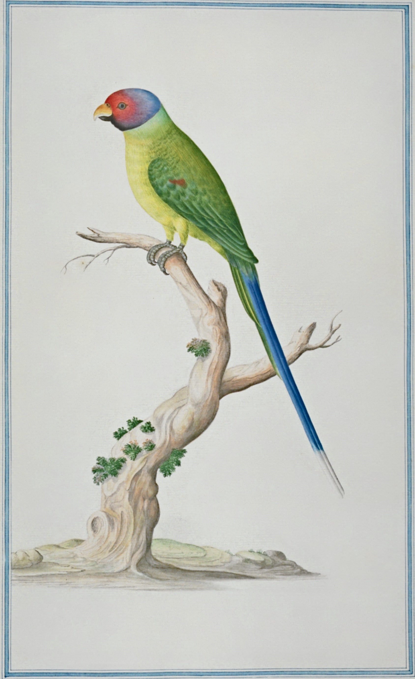 SRI LANKA FAUNA 20