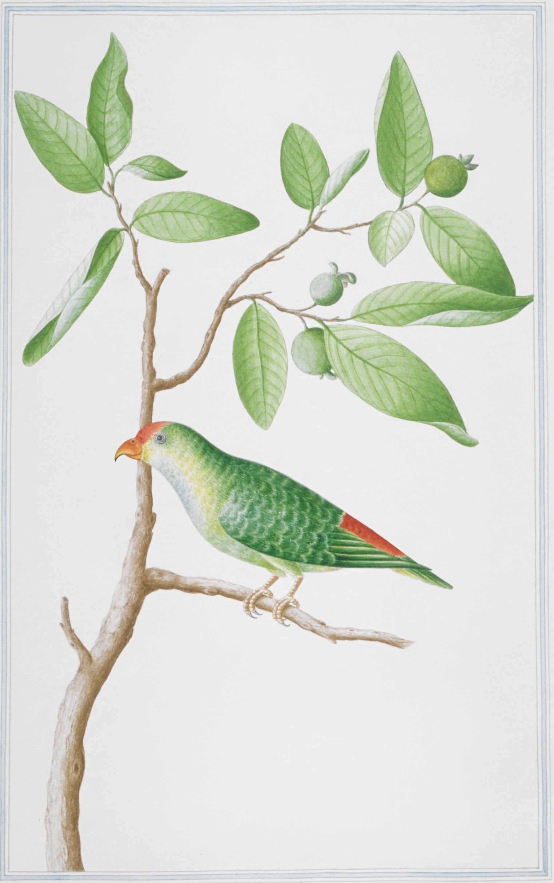 SRI LANKA FAUNA 23
