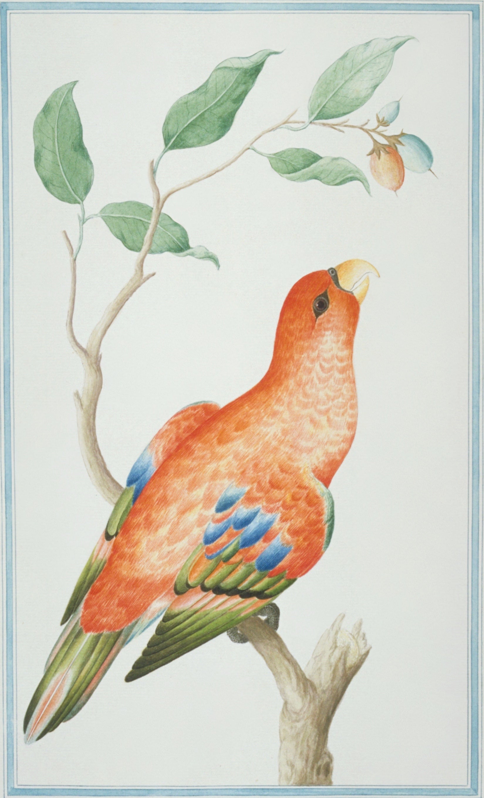 SRI LANKA FAUNA 26