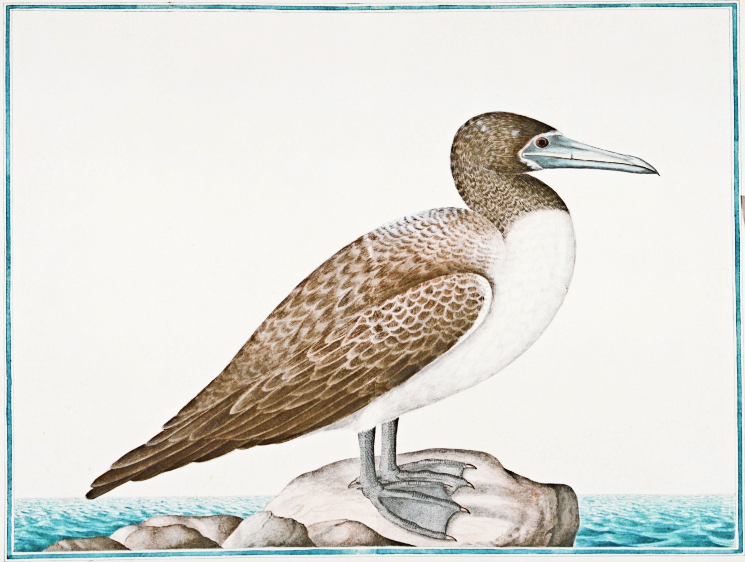 SRI LANKA FAUNA 2