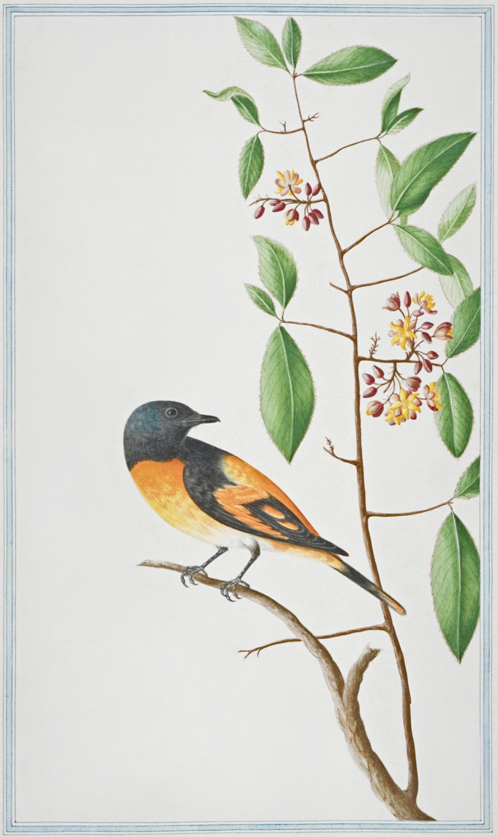 SRI LANKA FAUNA 31