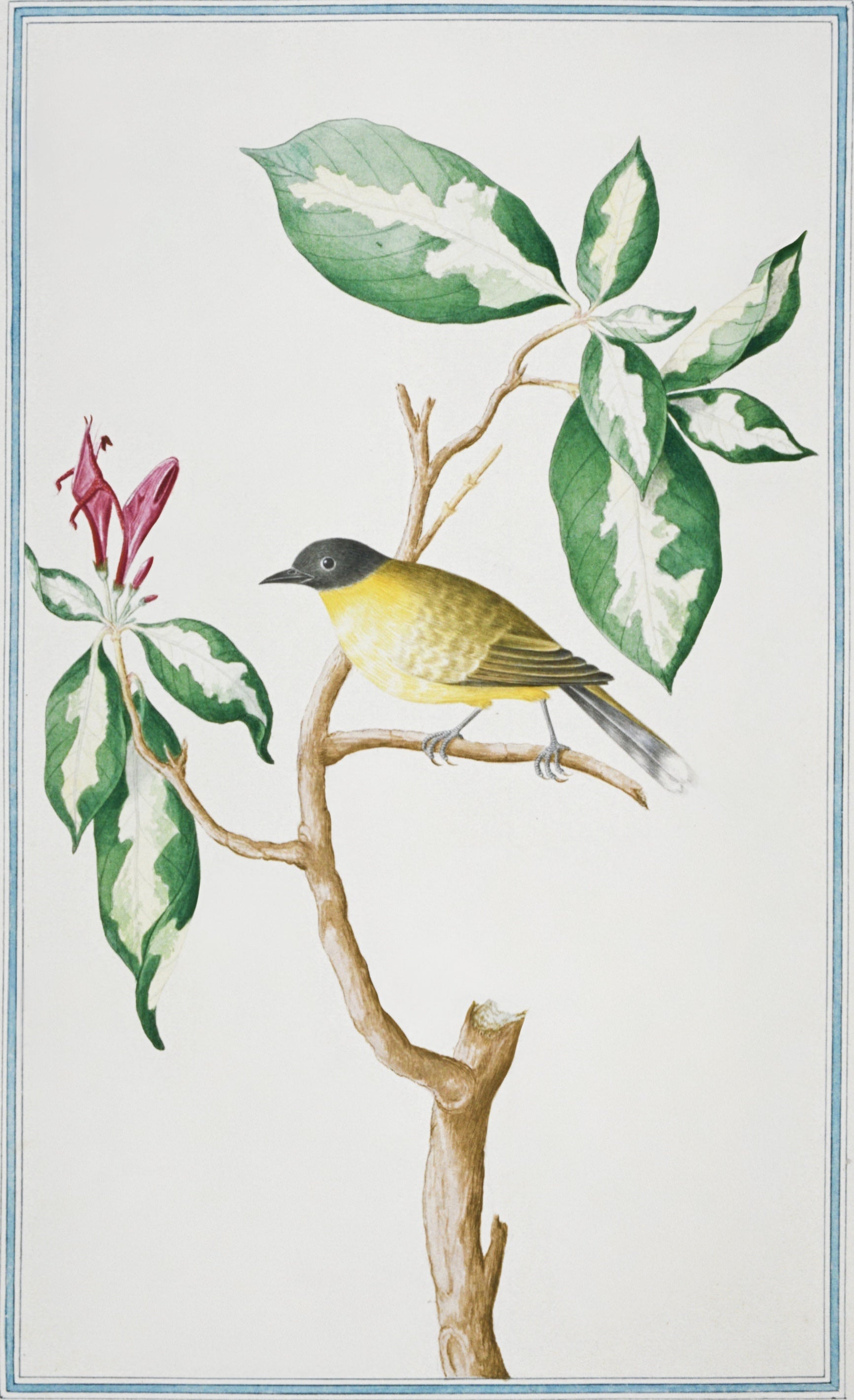 SRI LANKA FAUNA 36