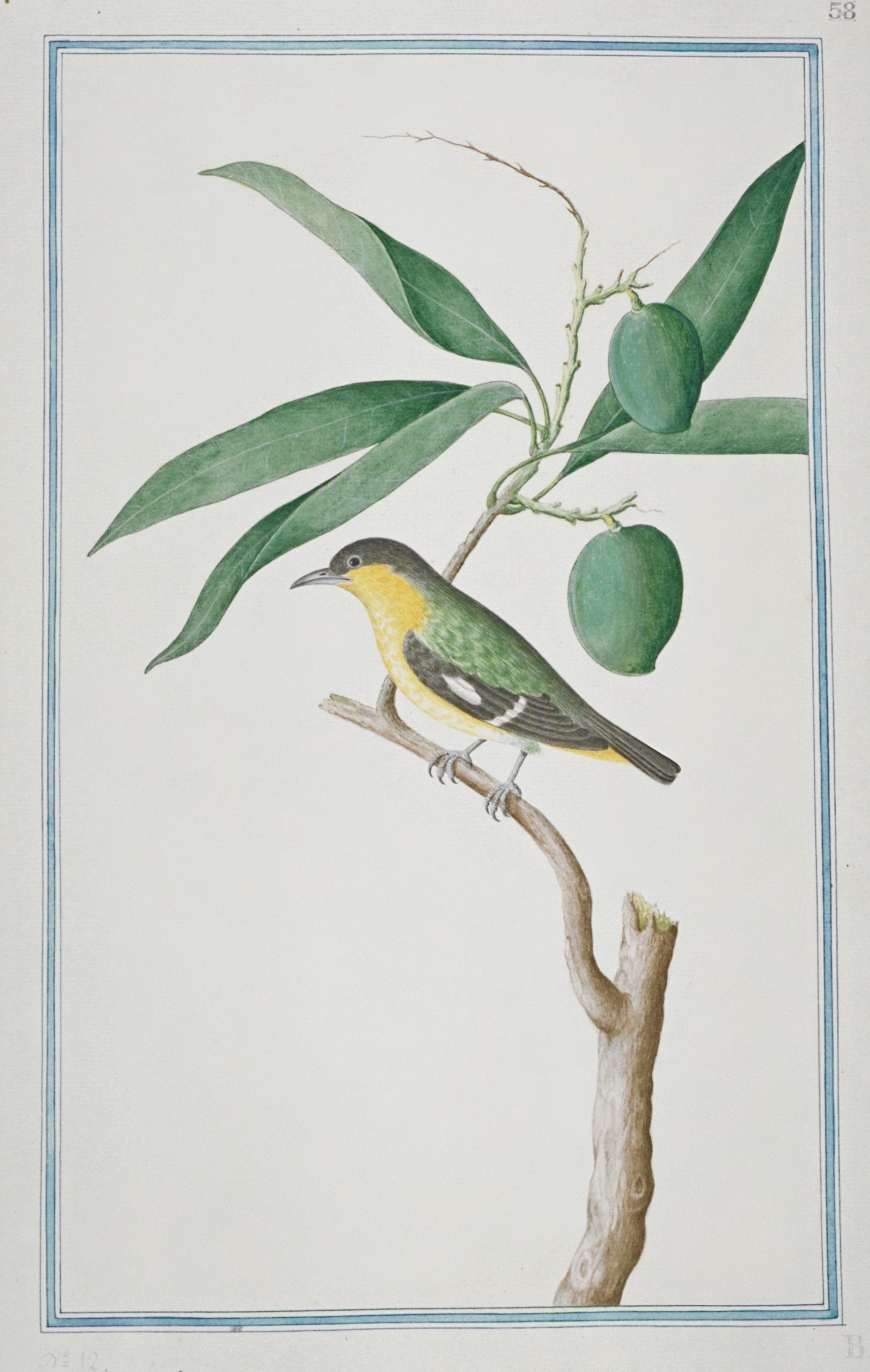 SRI LANKA FAUNA 37