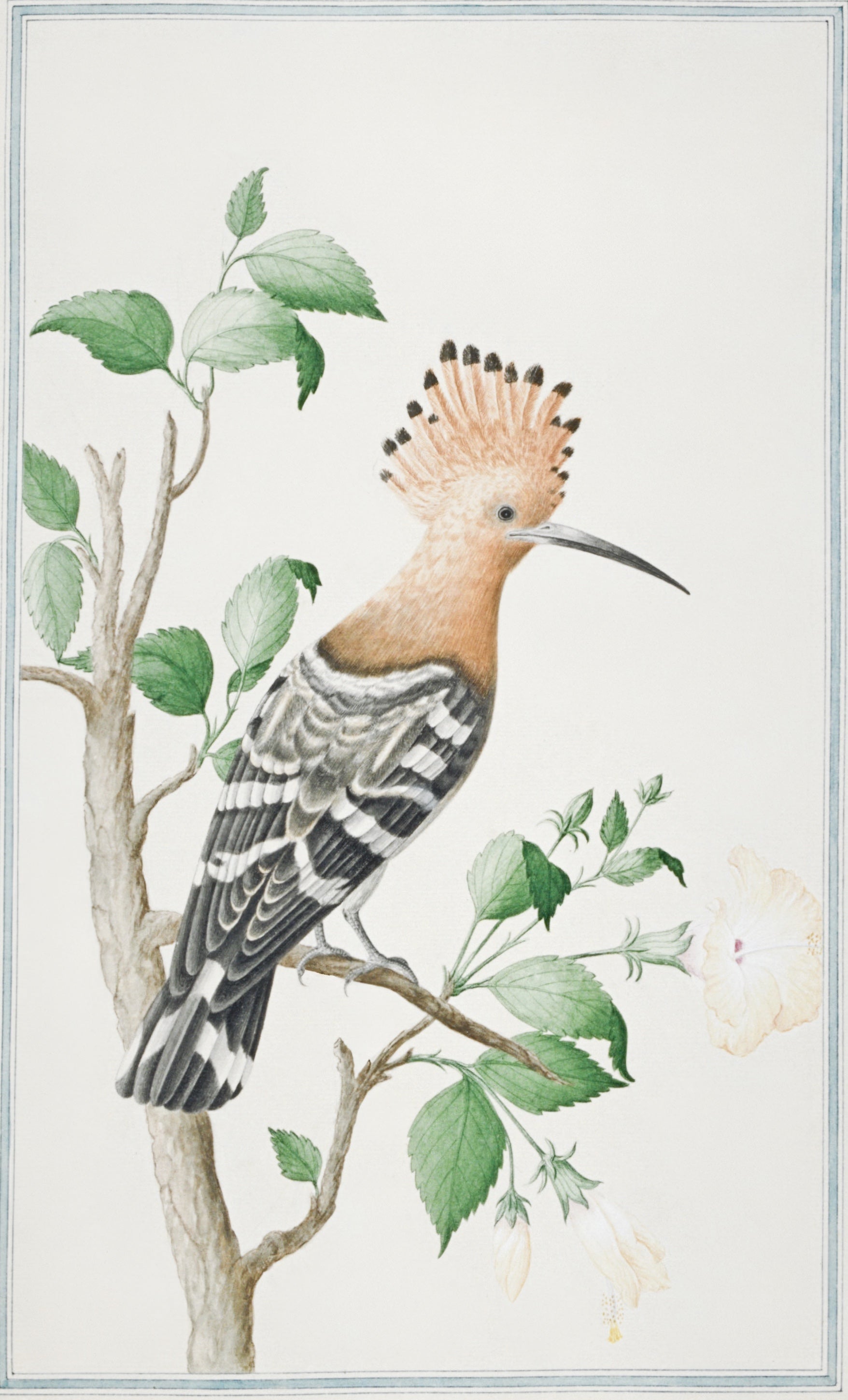 SRI LANKA FAUNA 39