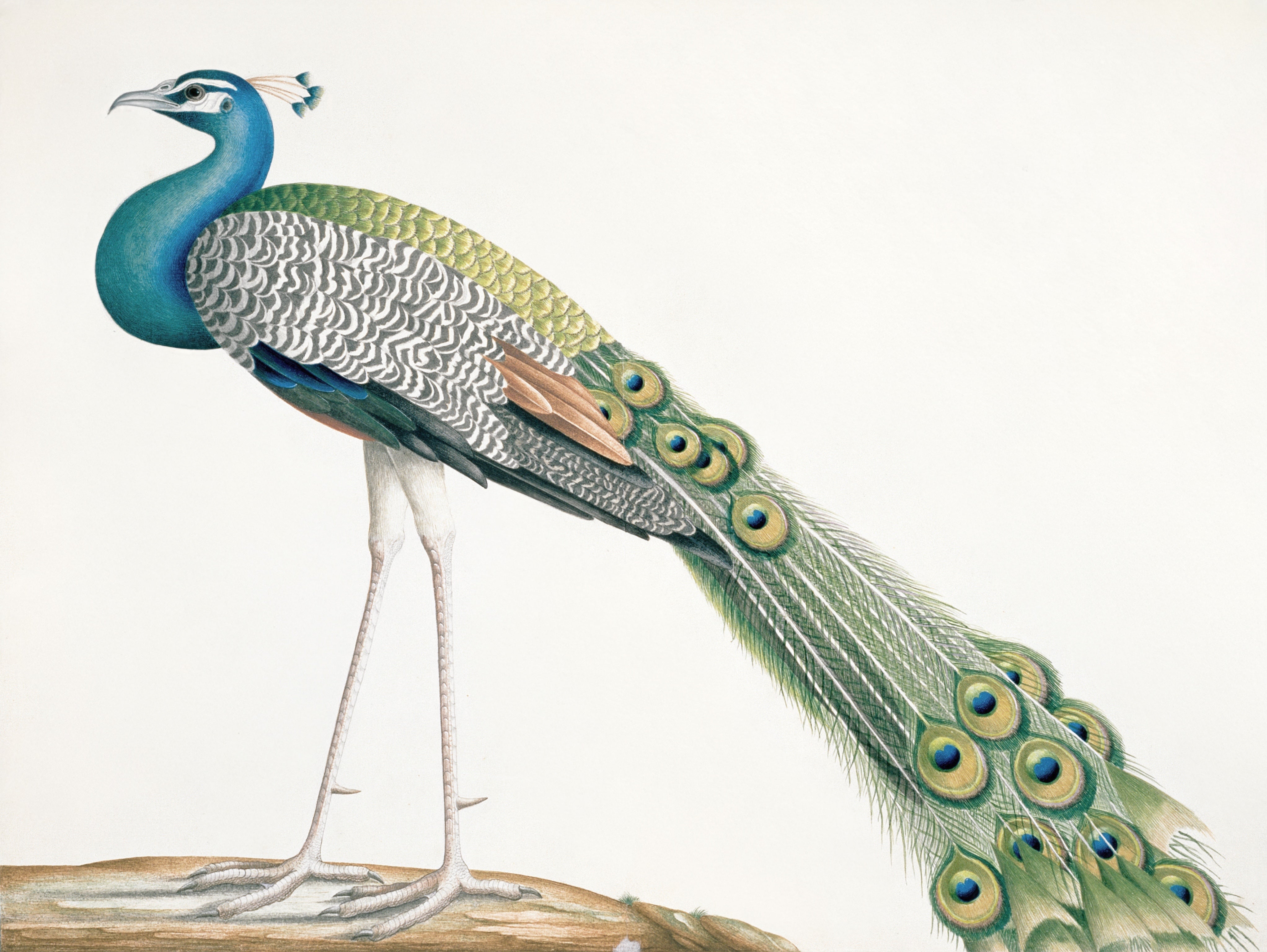 SRI LANKA FAUNA 42