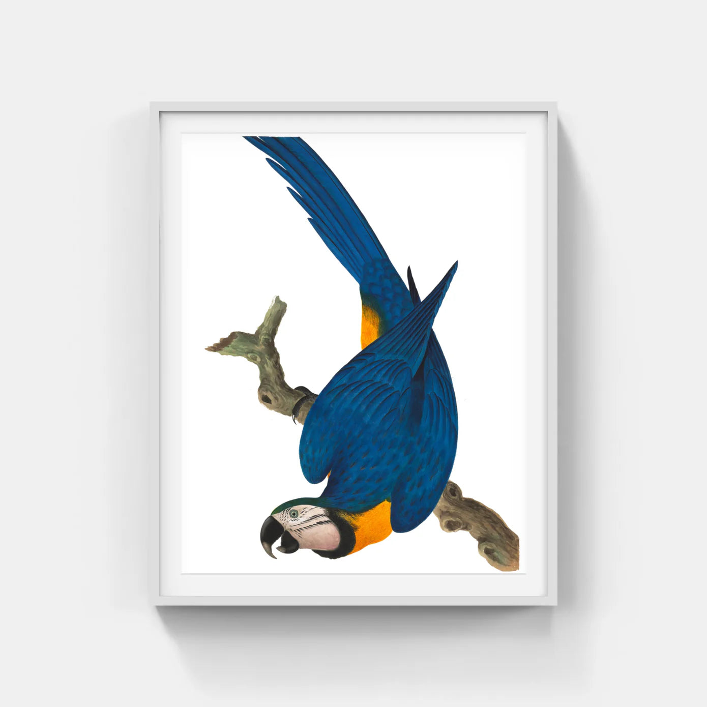 CHINESE BIRD 3