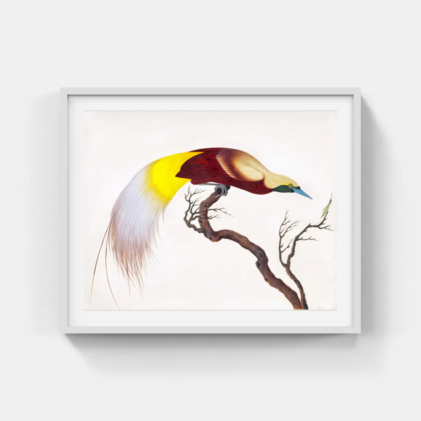 CHINESE BIRD 5