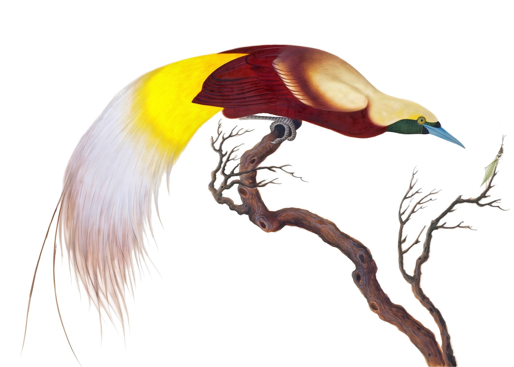 CHINESE BIRD 10