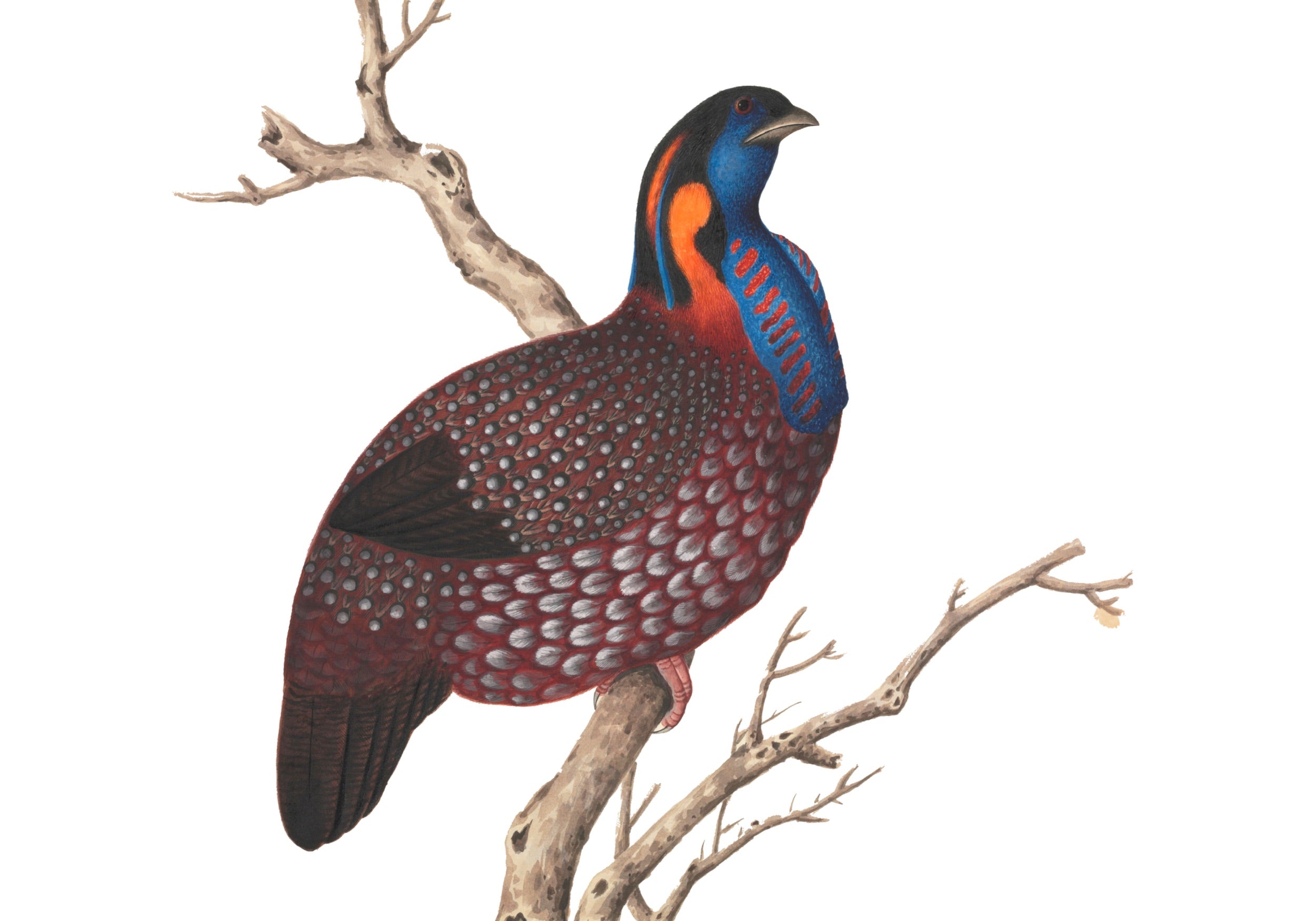 CHINESE BIRD 13