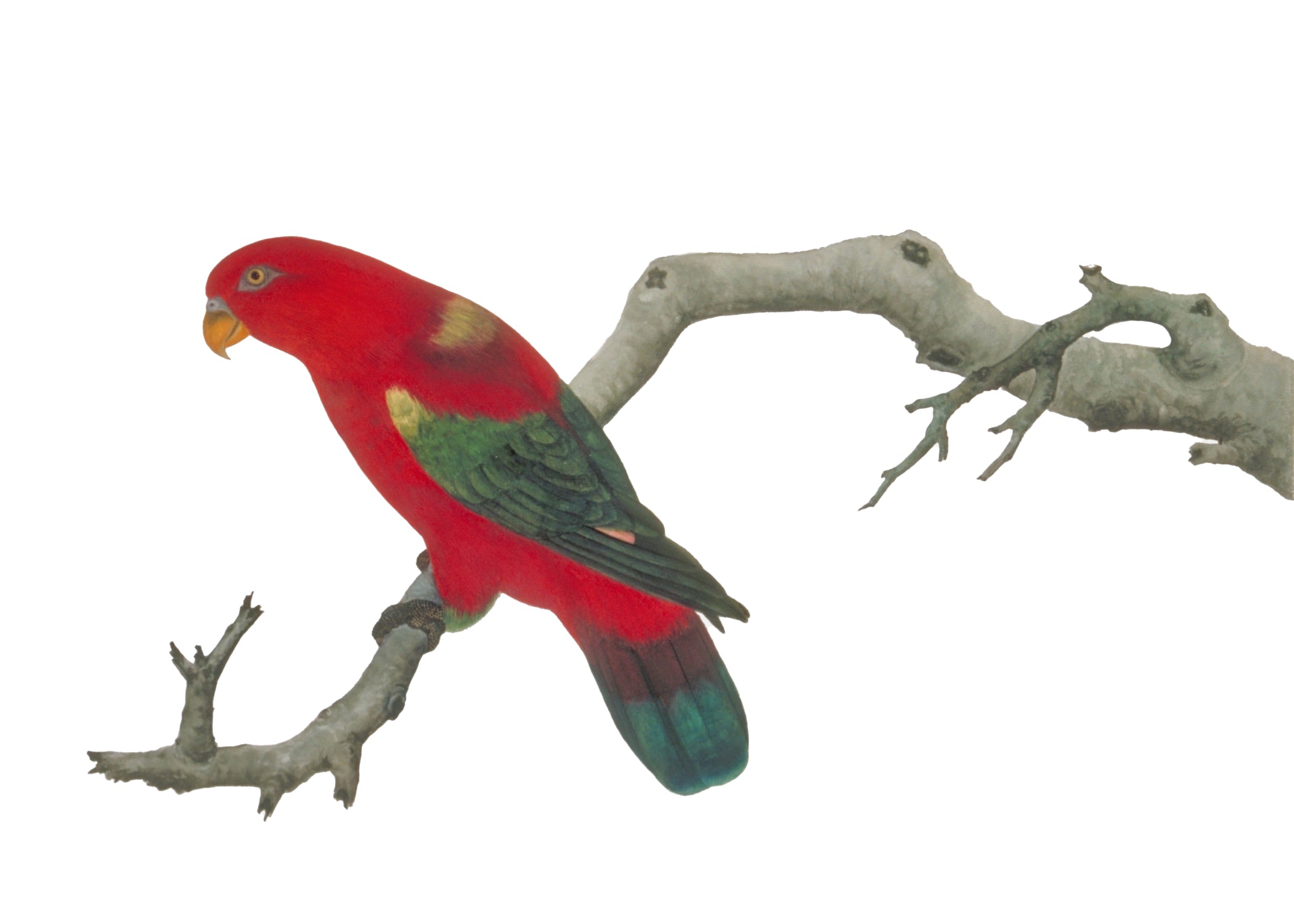 CHINESE BIRD 2