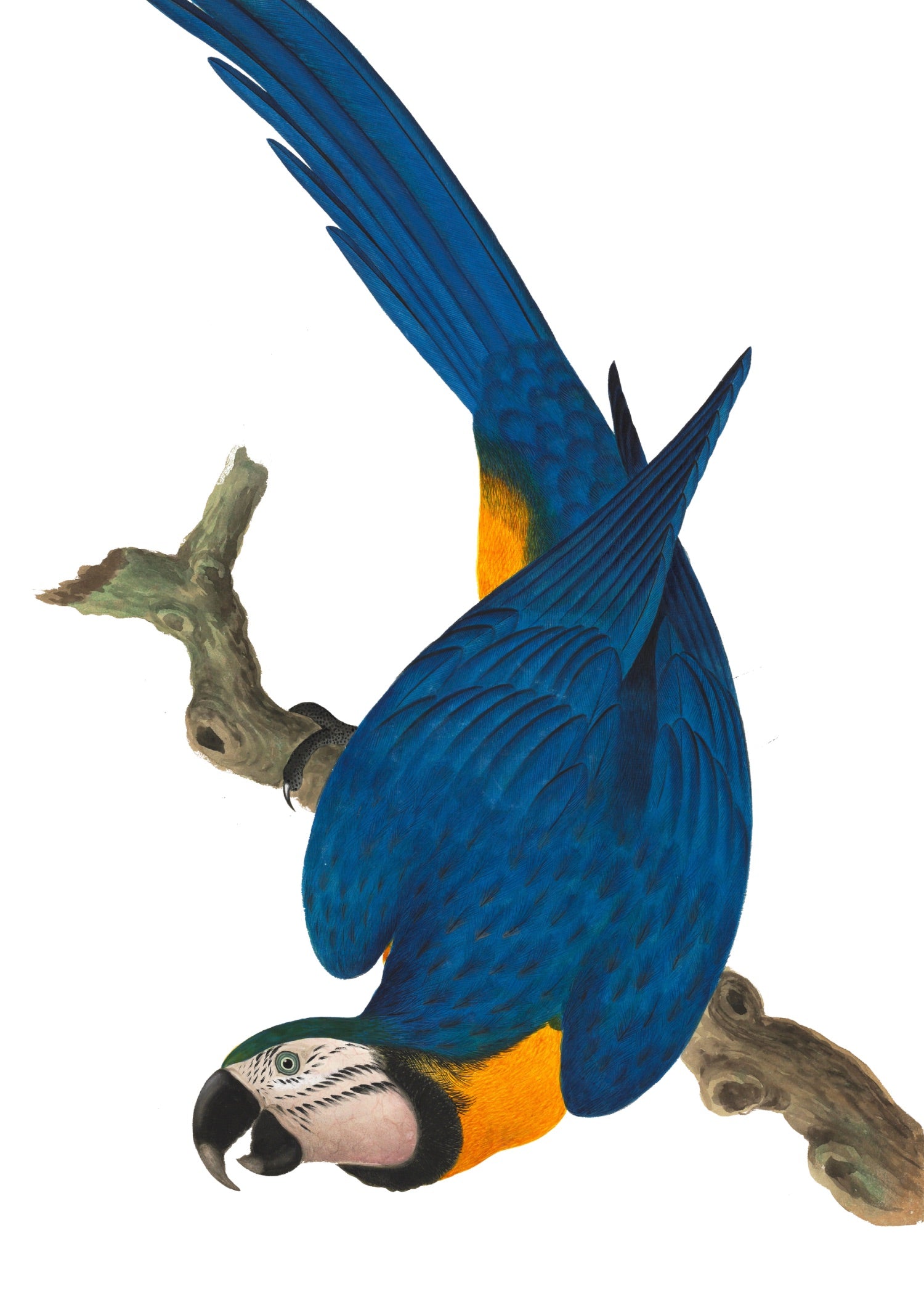 CHINESE BIRD 4