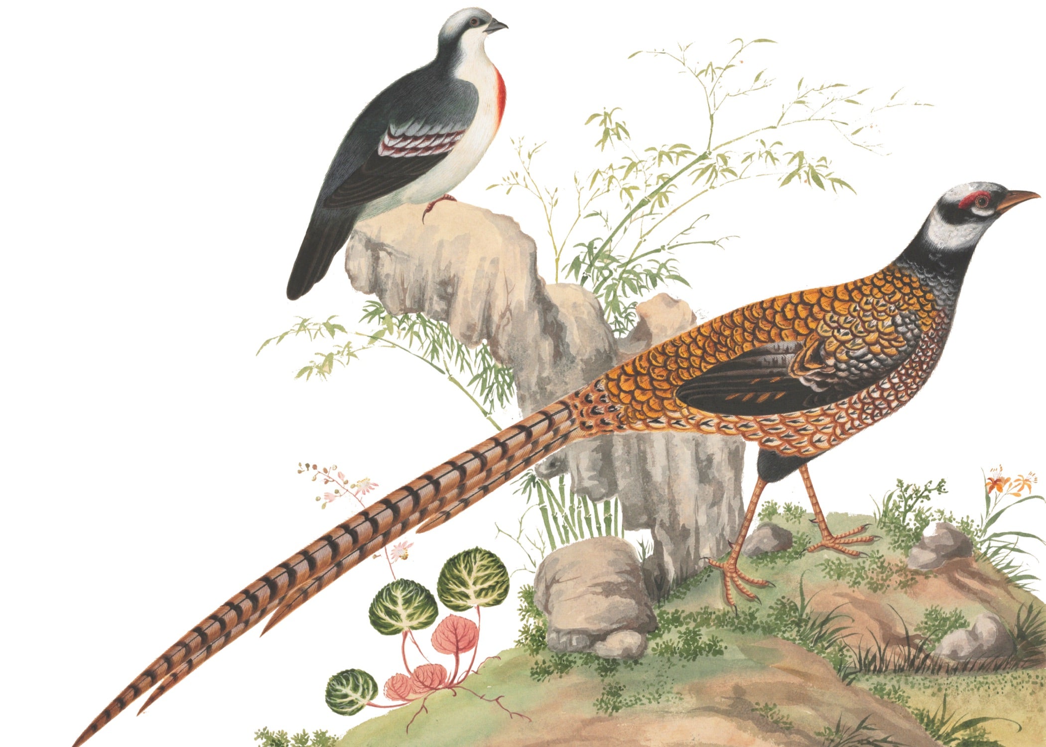 CHINESE BIRD 9
