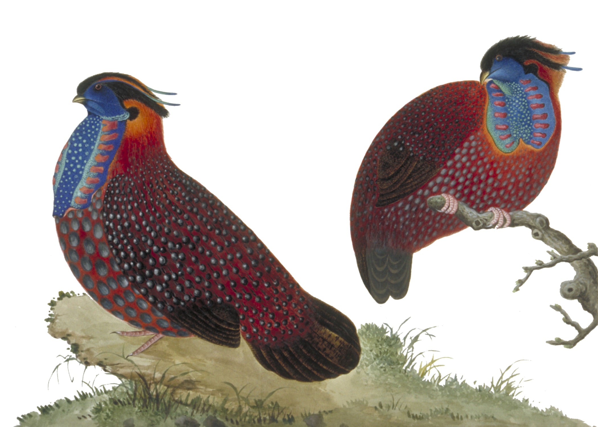 CHINESE BIRD 15