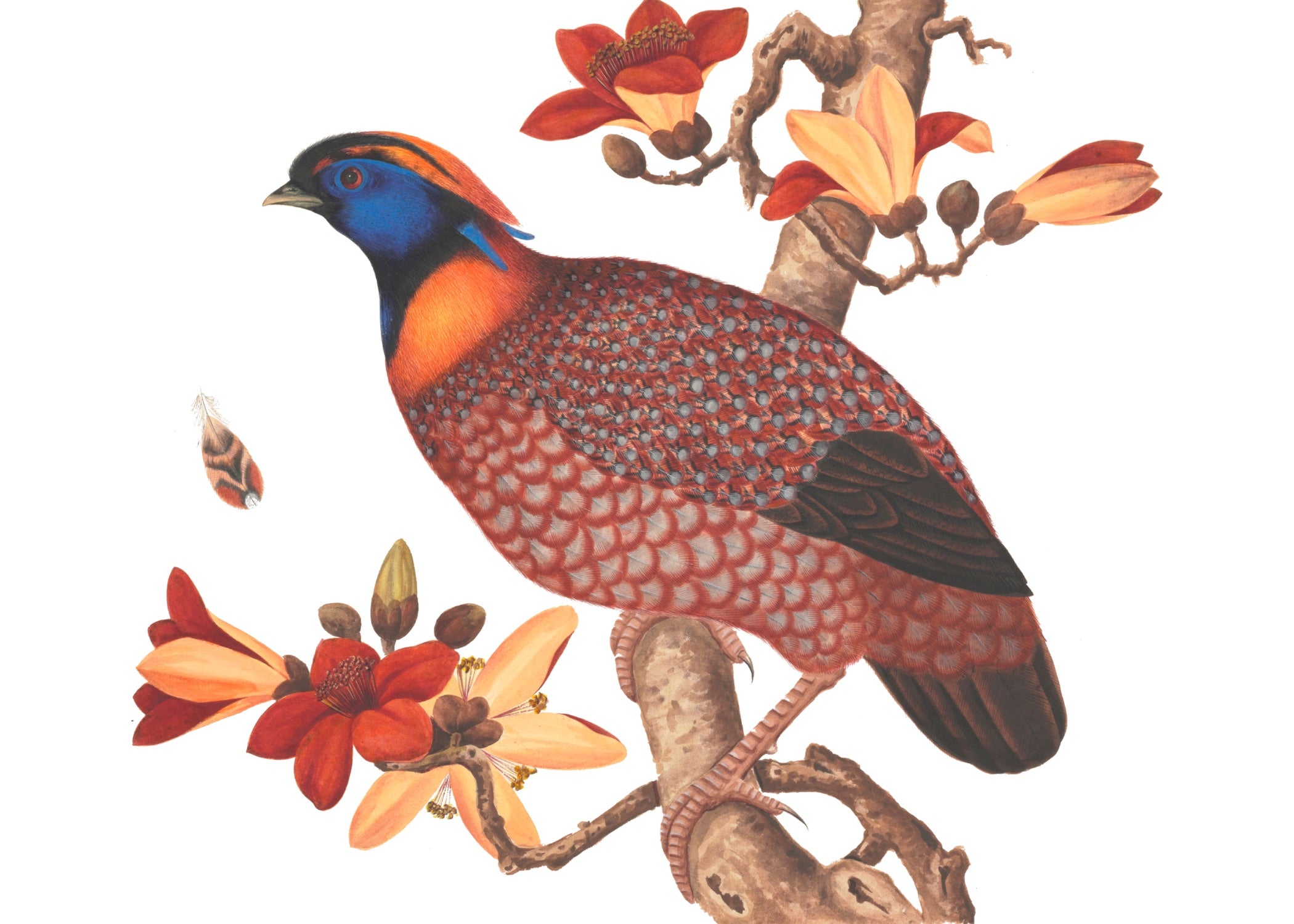 CHINESE BIRD 18