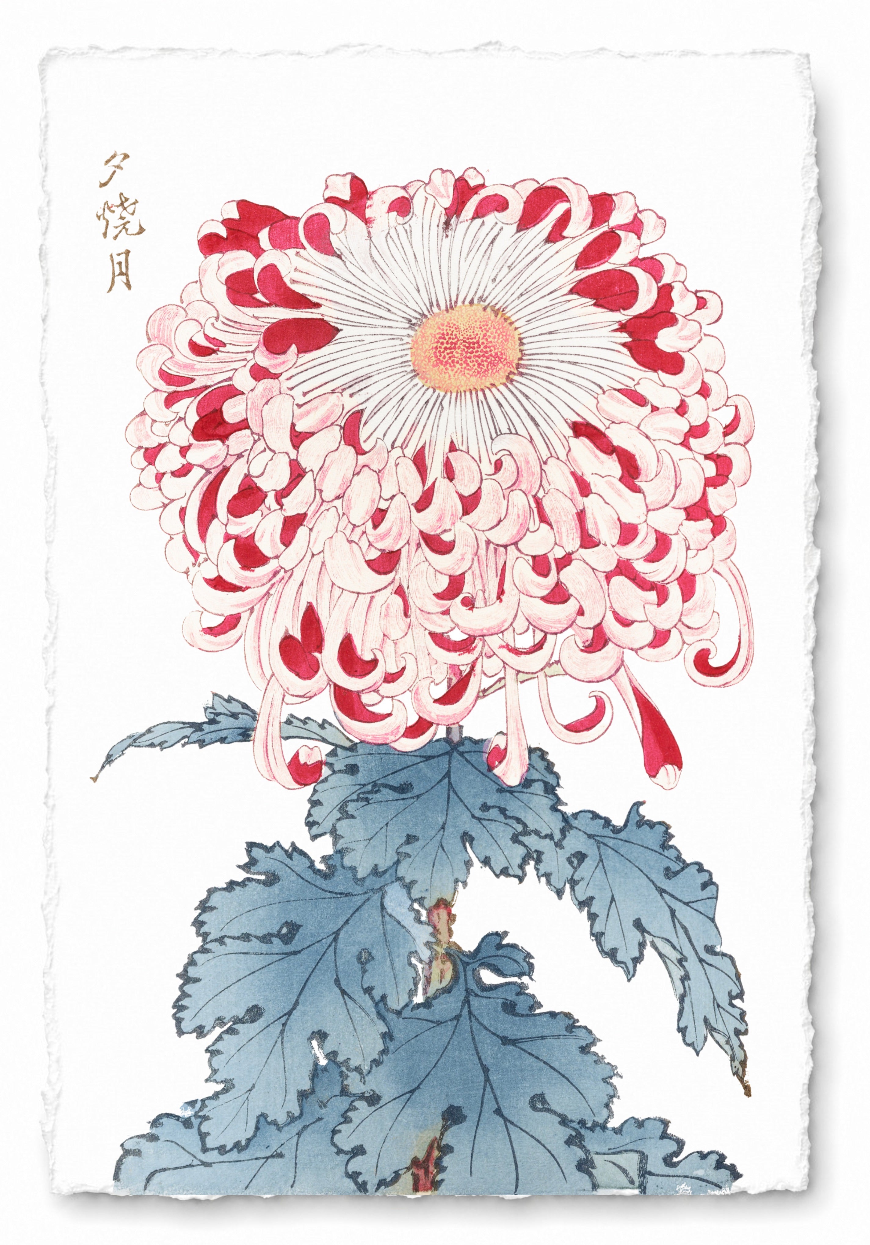 CHRYSANTHEMUMS 3