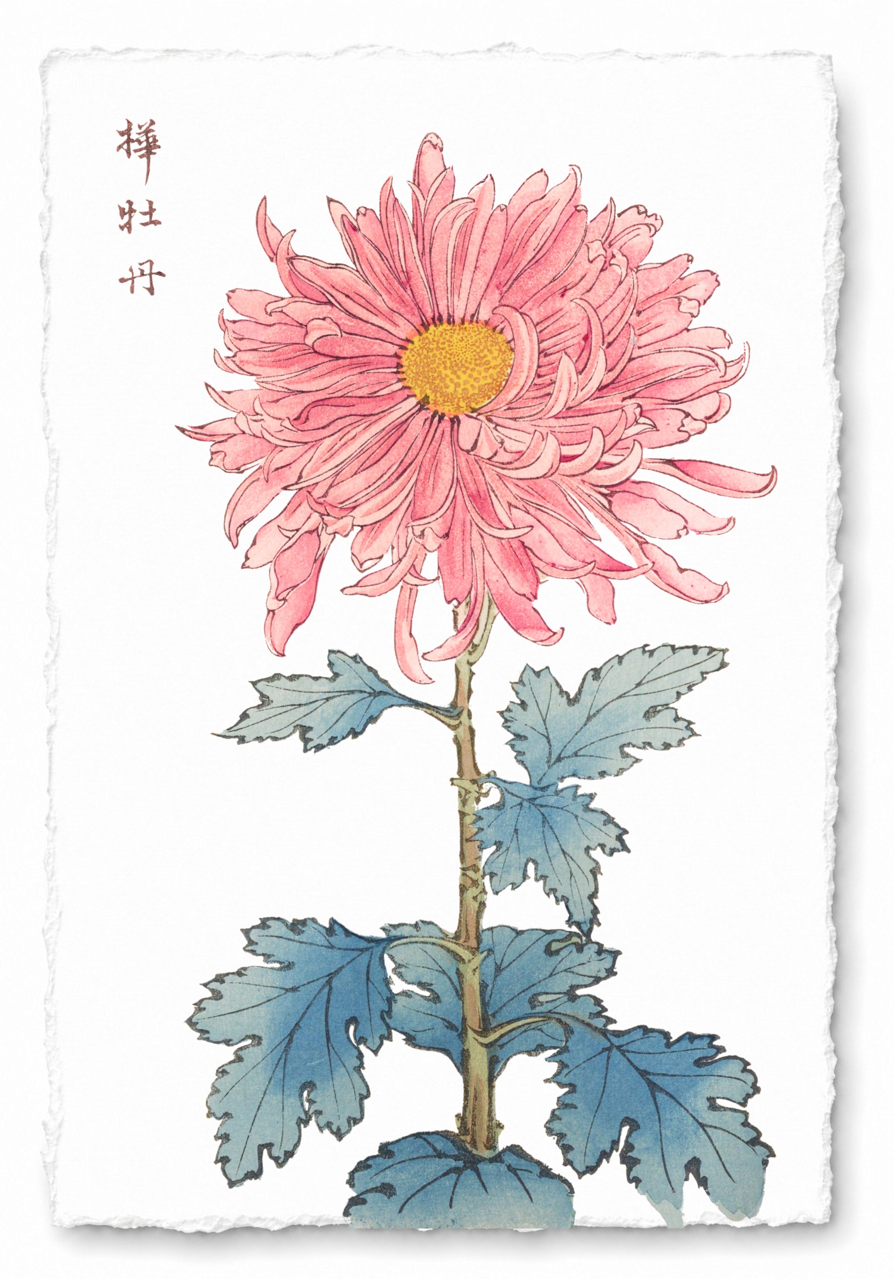 CHRYSANTHEMUMS 4
