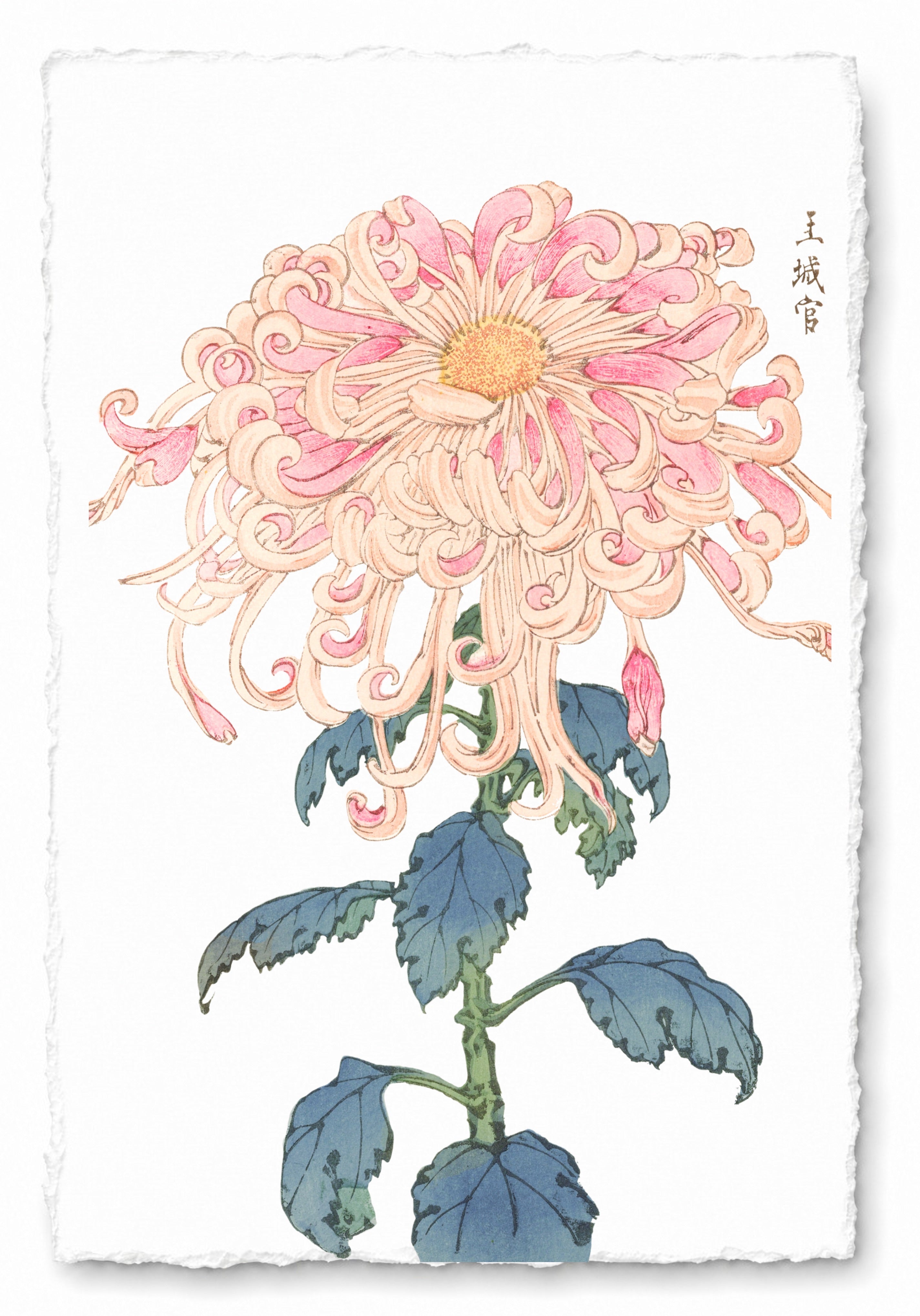 CHRYSANTHEMUMS 7