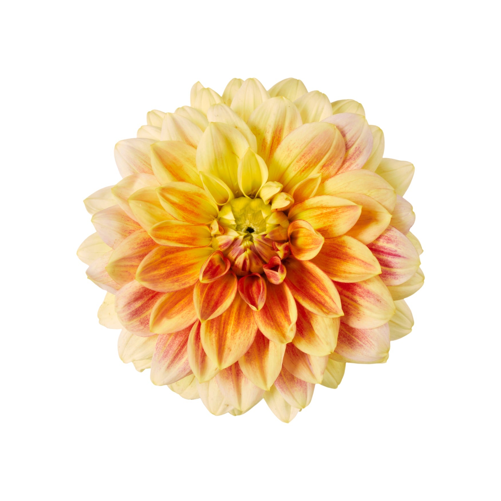 DAHLIA 11