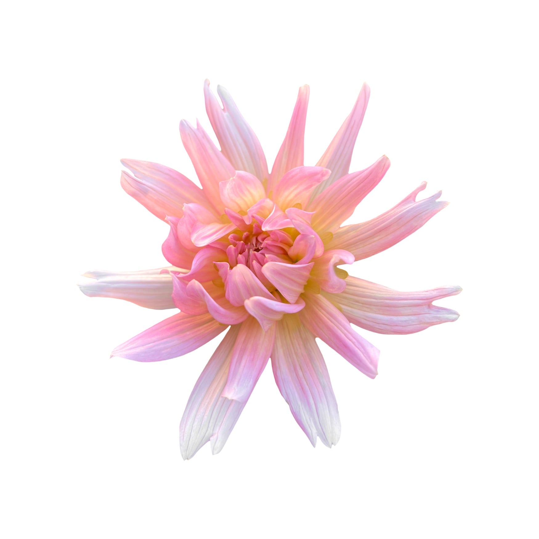 DAHLIA 14