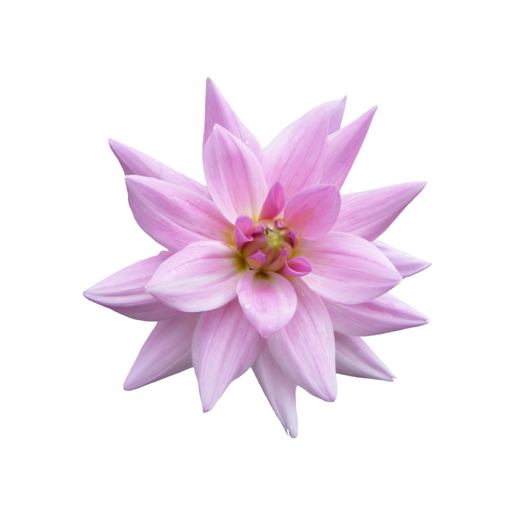 DAHLIA 17