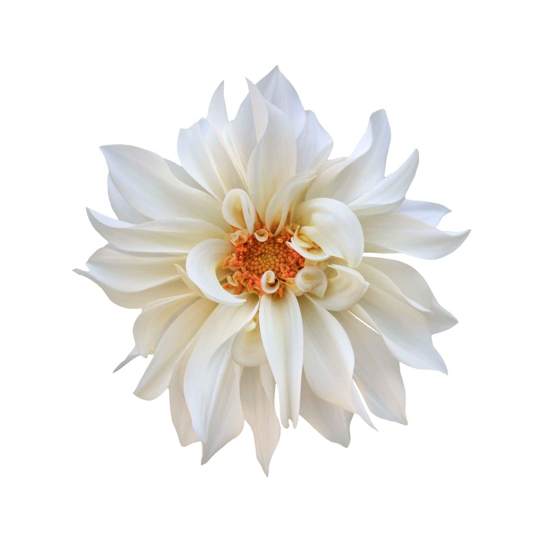 DAHLIA 2