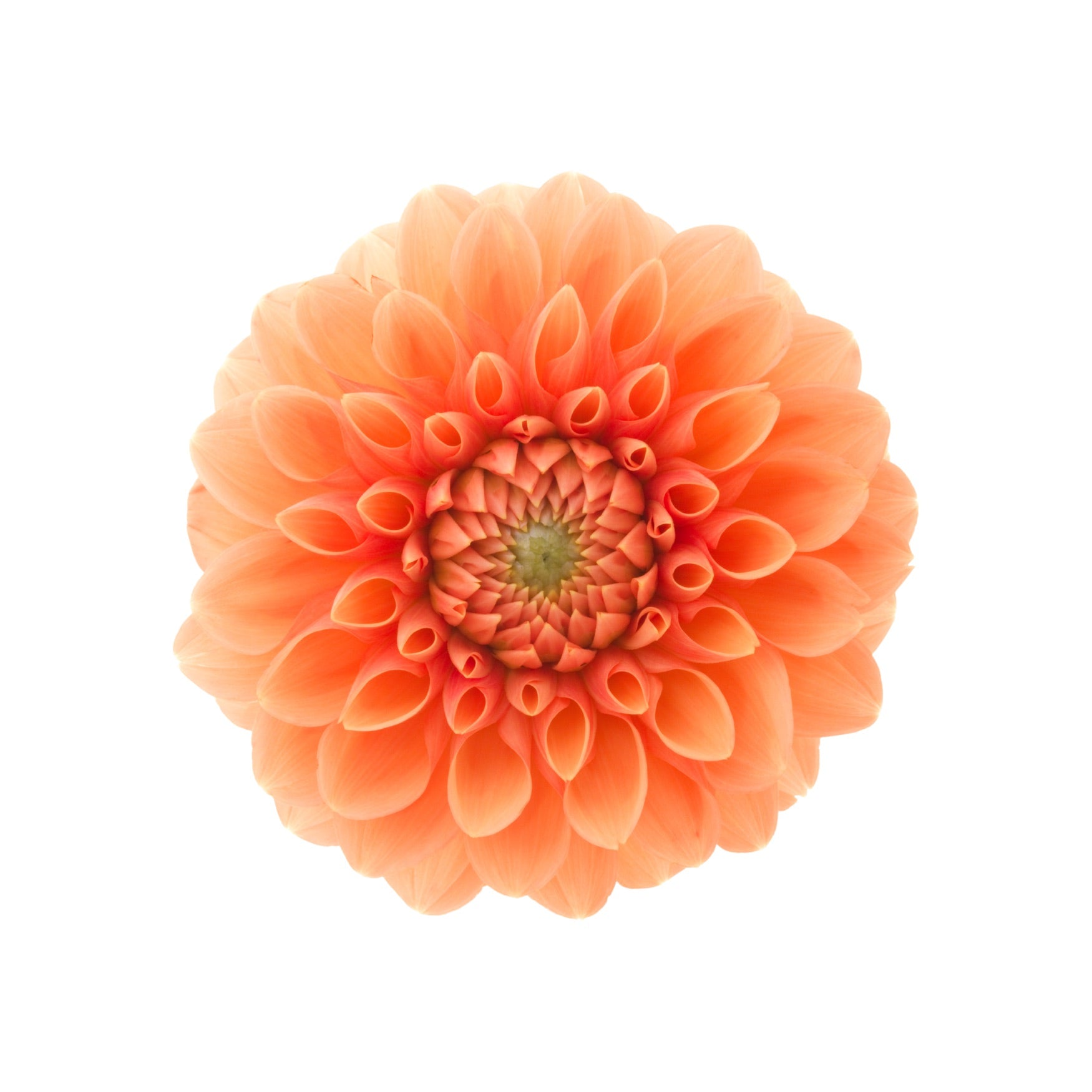 DAHLIA 3
