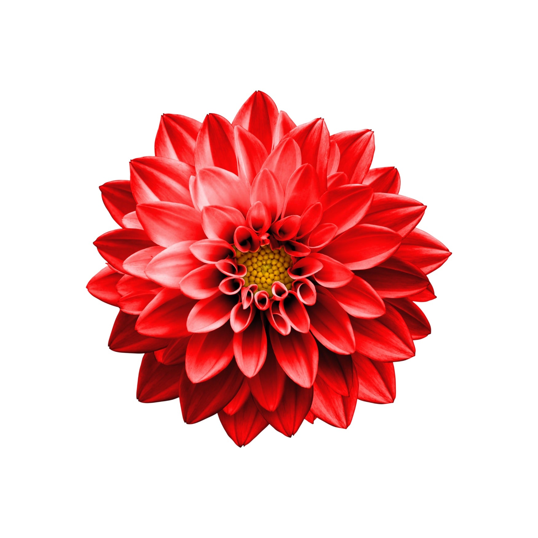 DAHLIA 4
