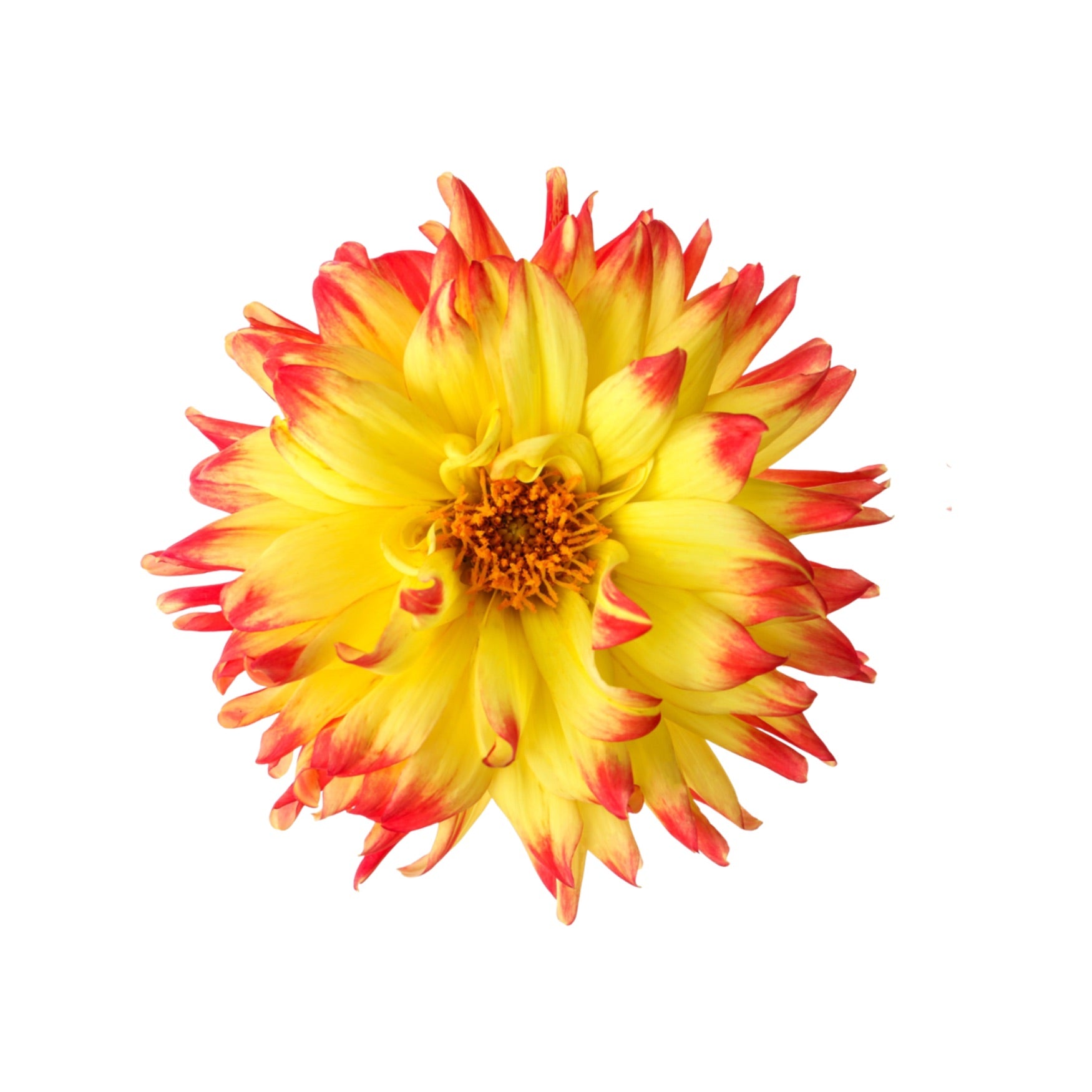 DAHLIA 6