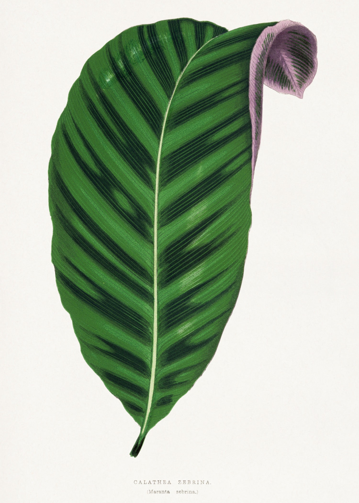 VINTAGE LEAF 1