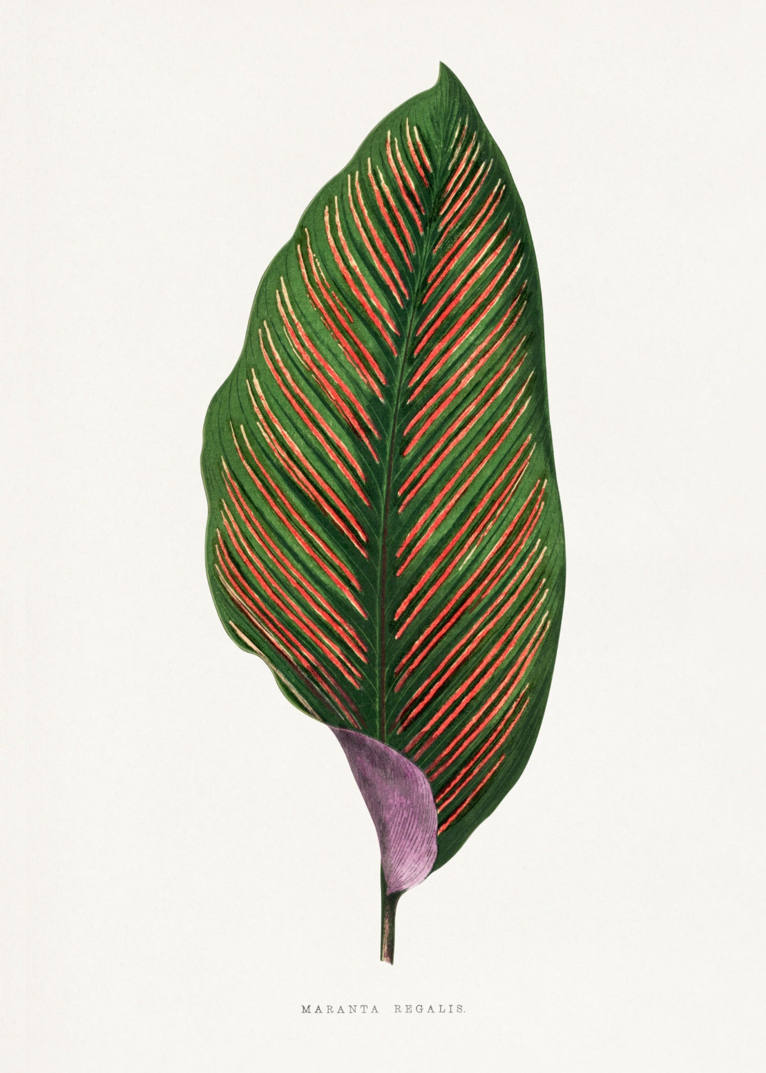 VINTAGE LEAF 13