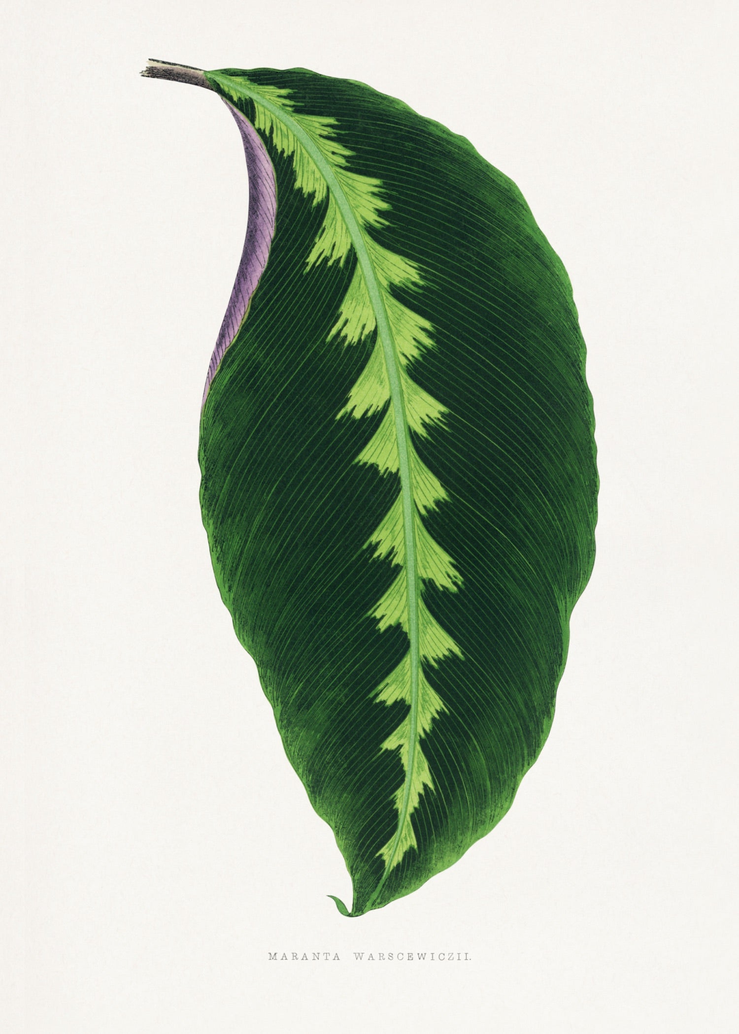 VINTAGE LEAF 14