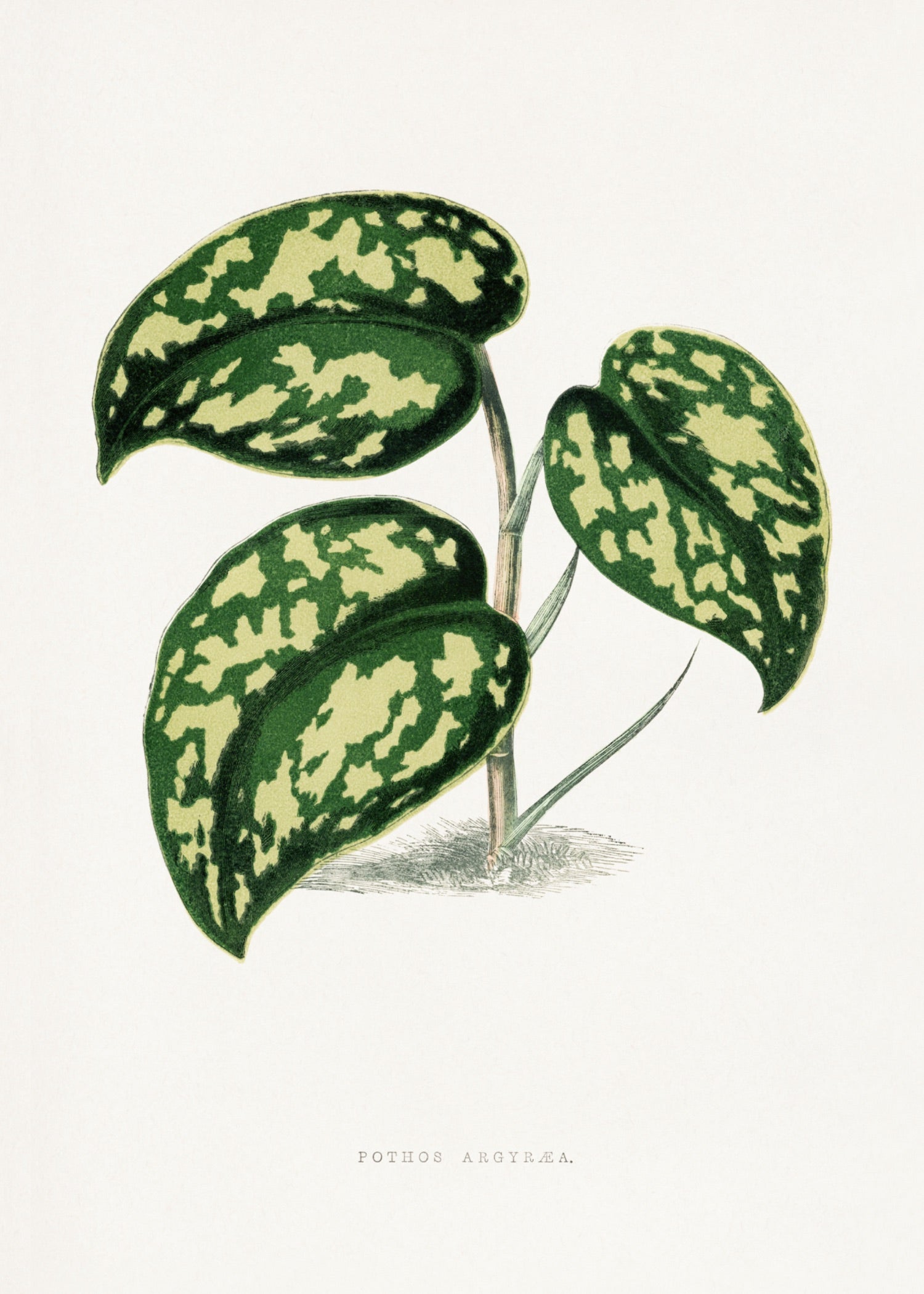VINTAGE LEAF 16