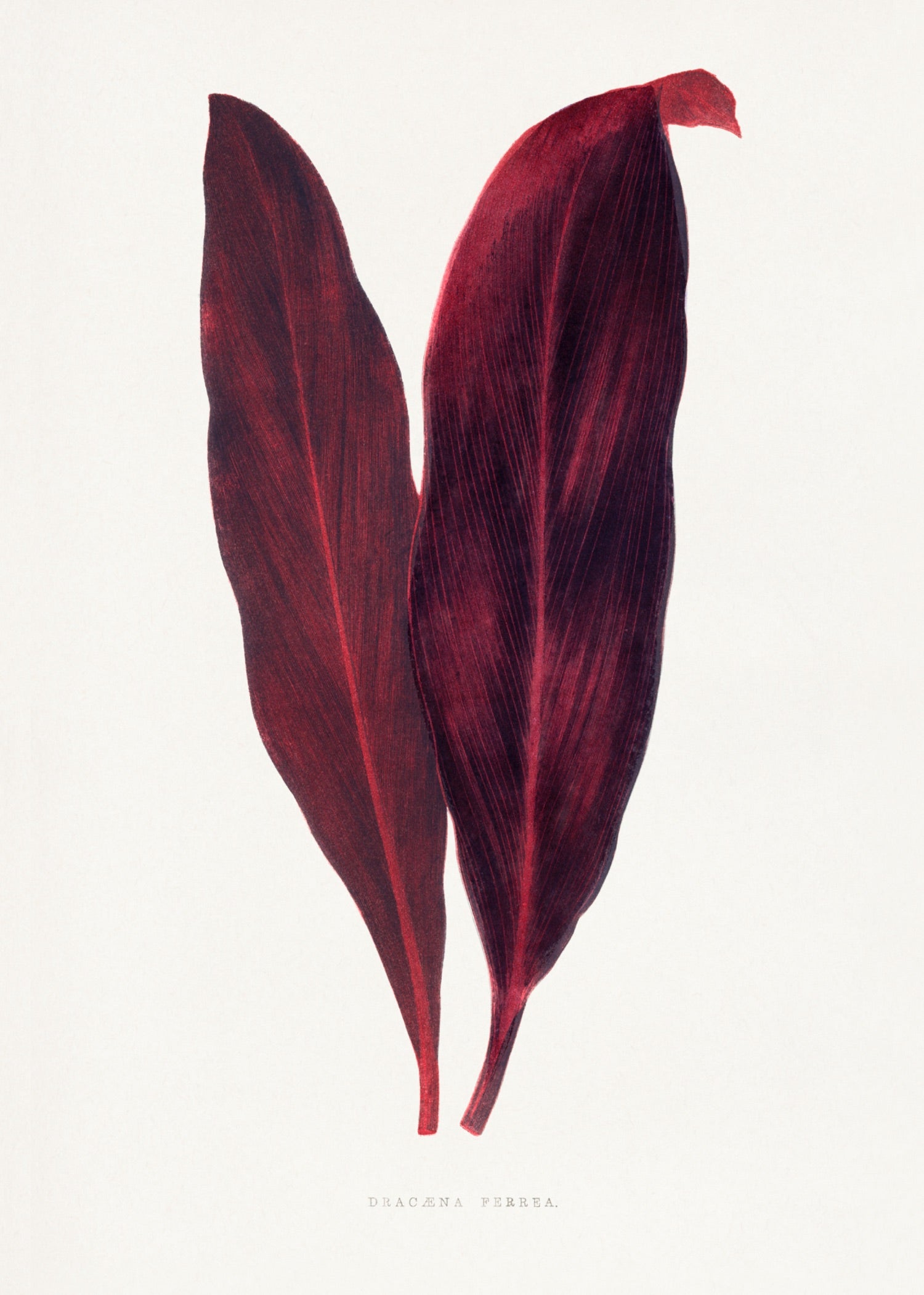 VINTAGE LEAF 17