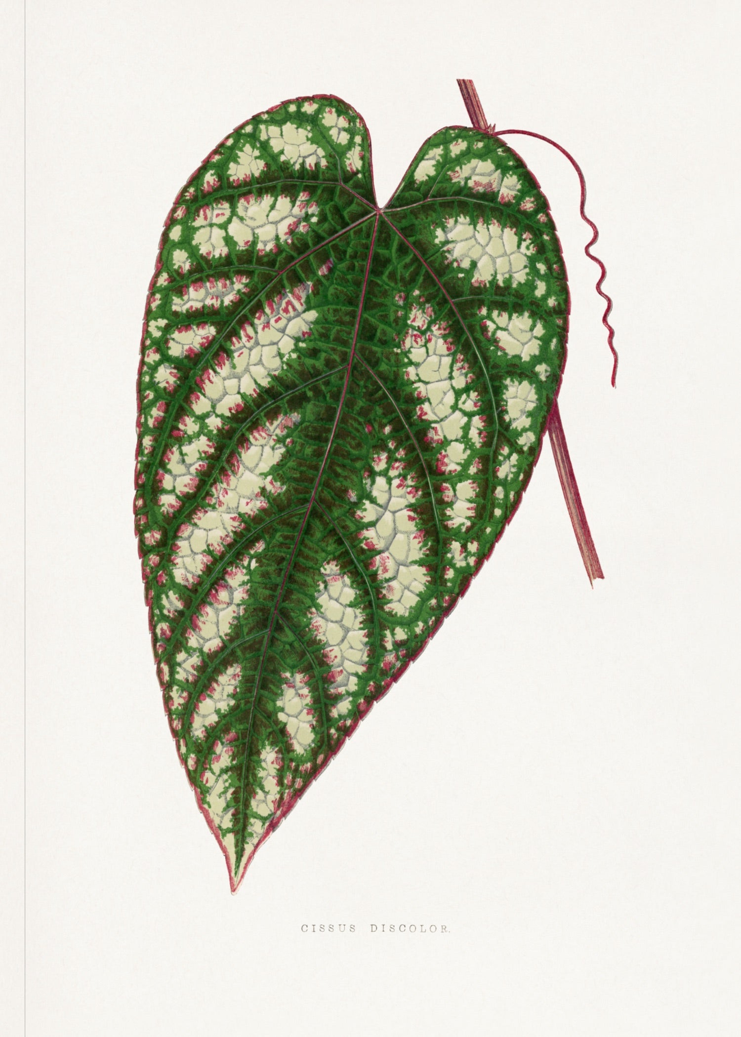 VINTAGE LEAF 19