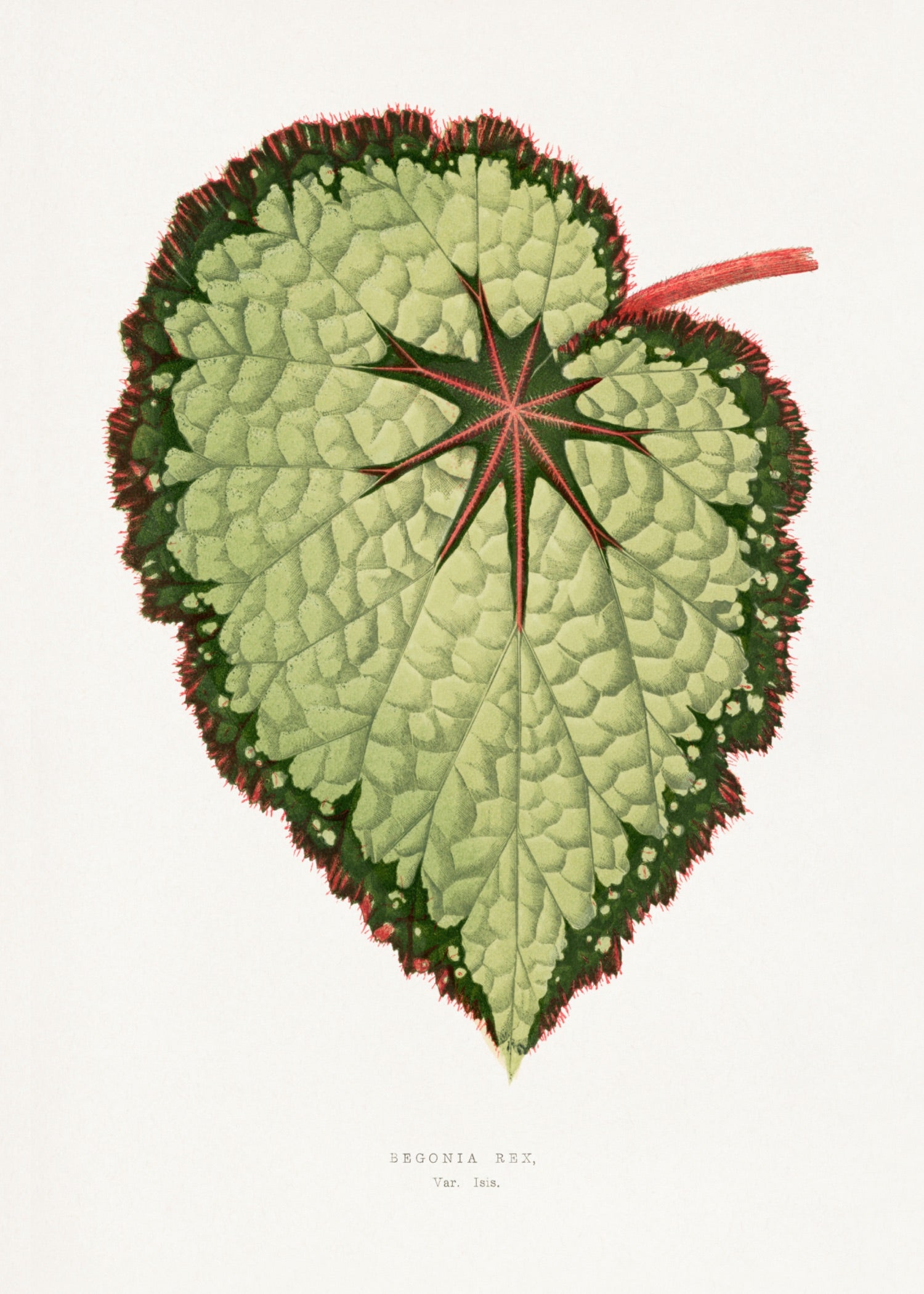 VINTAGE LEAF 2