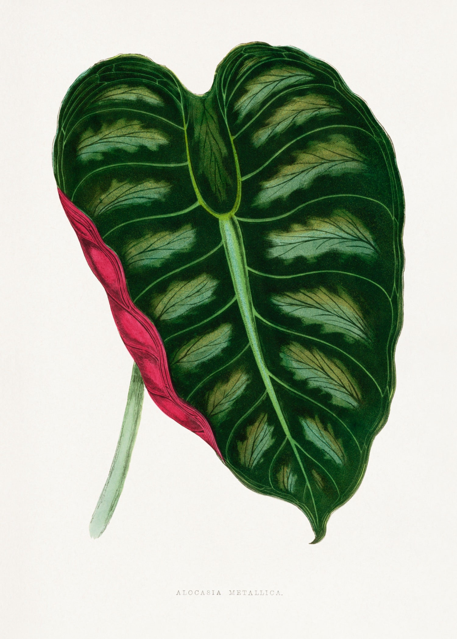 VINTAGE LEAF 20