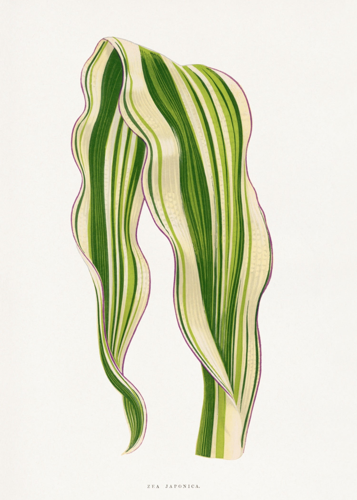 VINTAGE LEAF 25