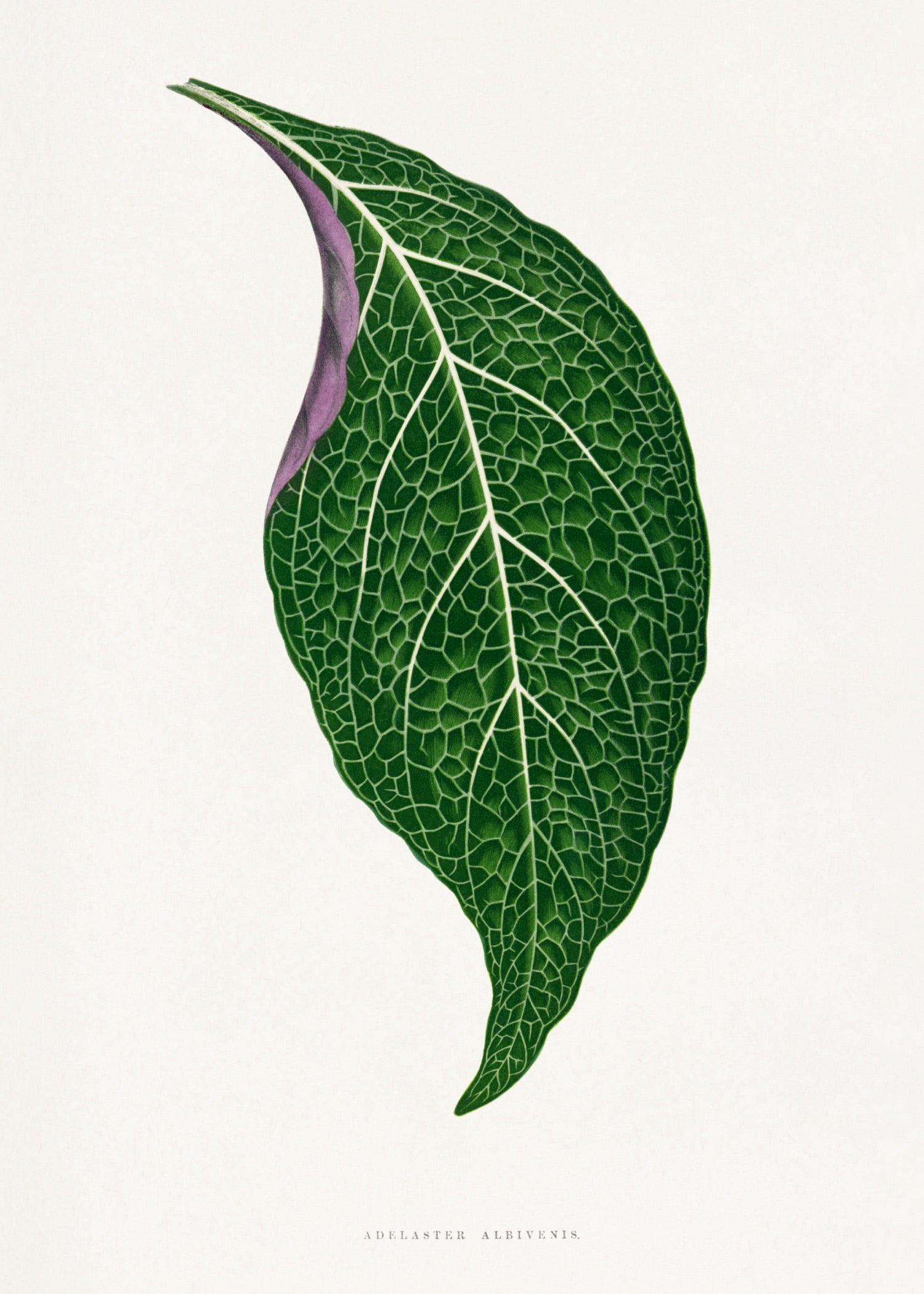 VINTAGE LEAF 26