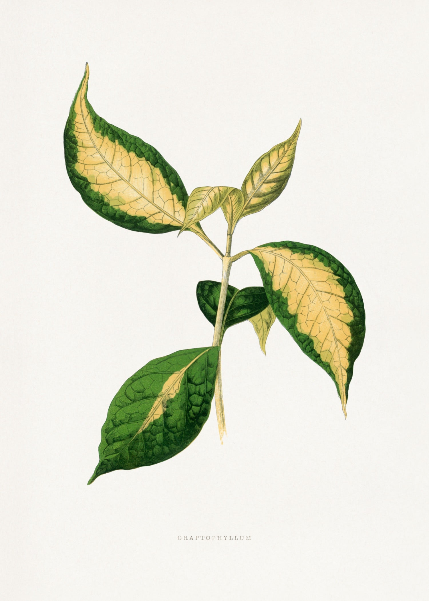 VINTAGE LEAF 27