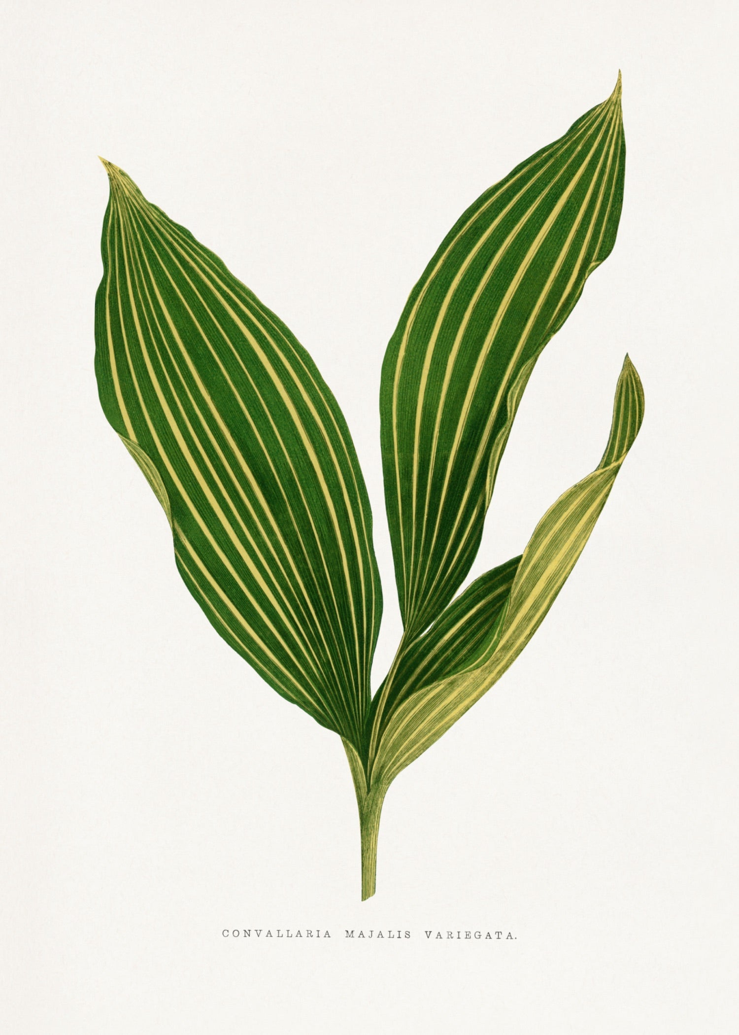 VINTAGE LEAF 28