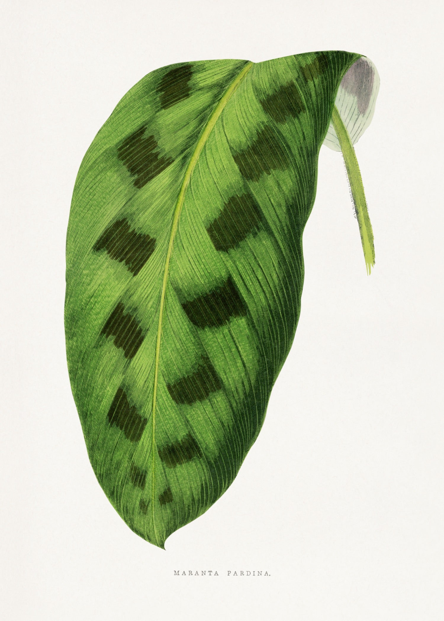 VINTAGE LEAF 29