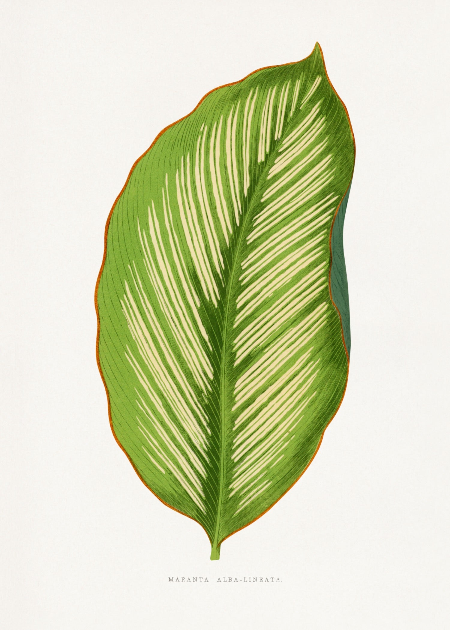 VINTAGE LEAF 31