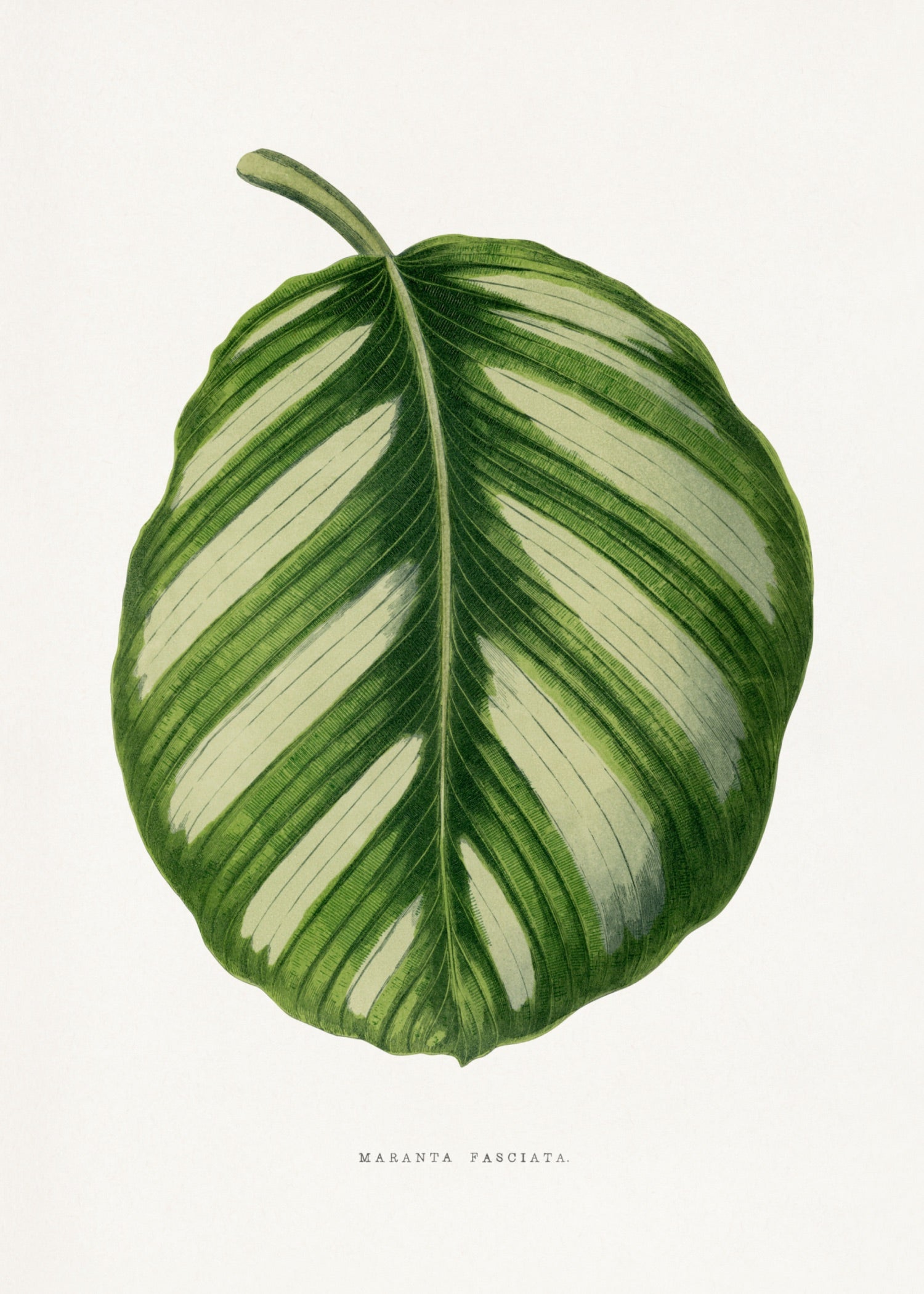 VINTAGE LEAF 32