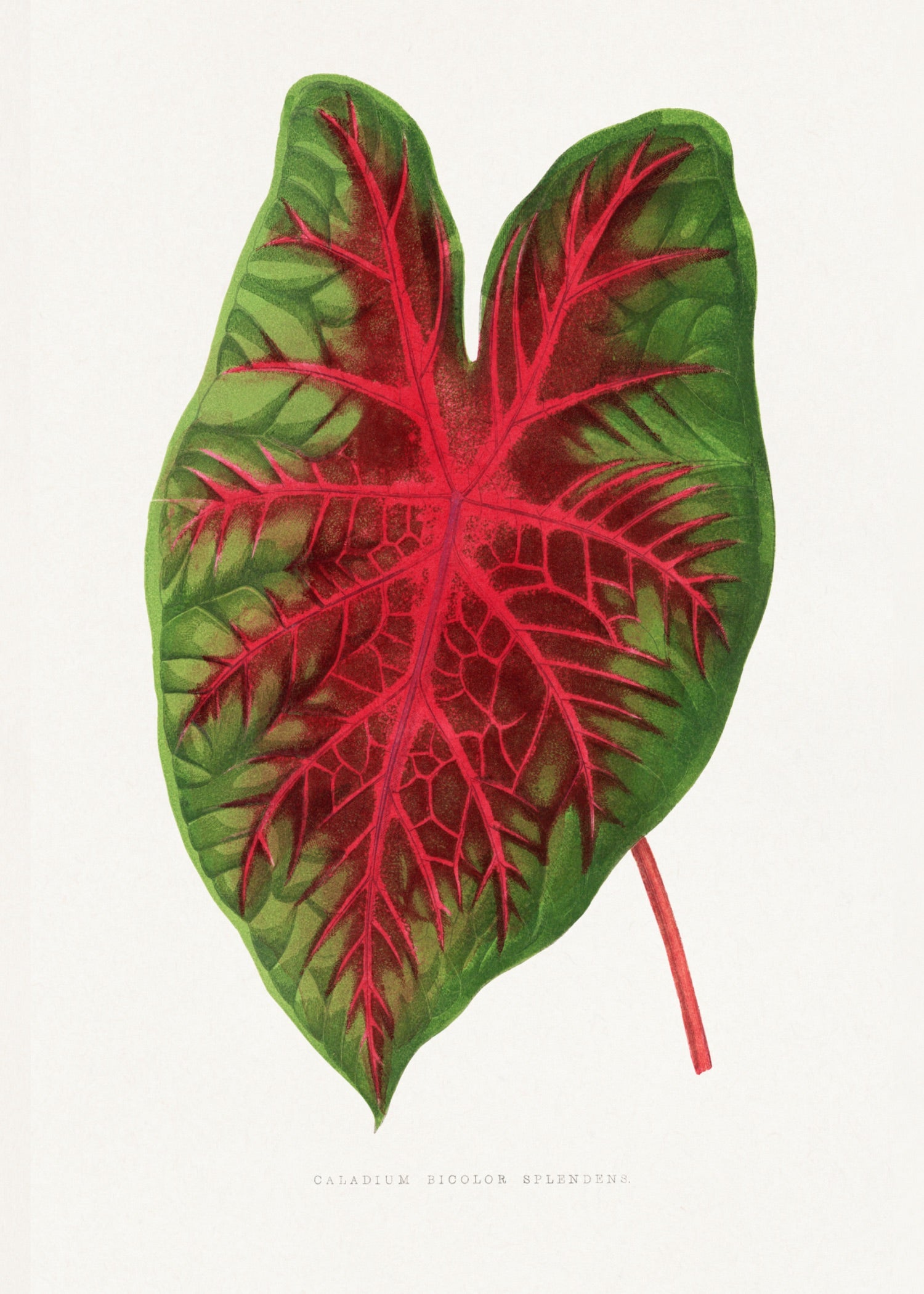 VINTAGE LEAF 33