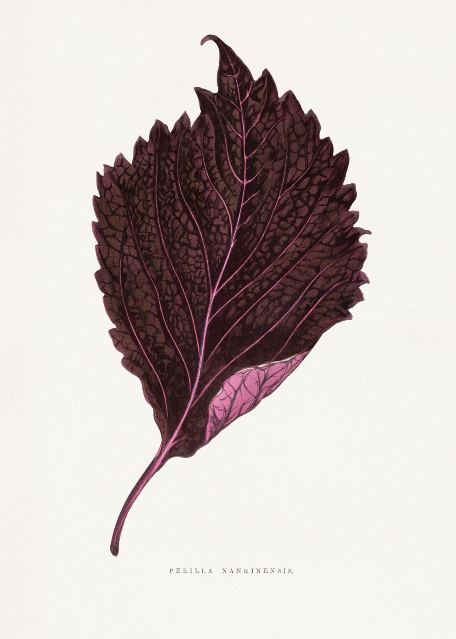 VINTAGE LEAF 37
