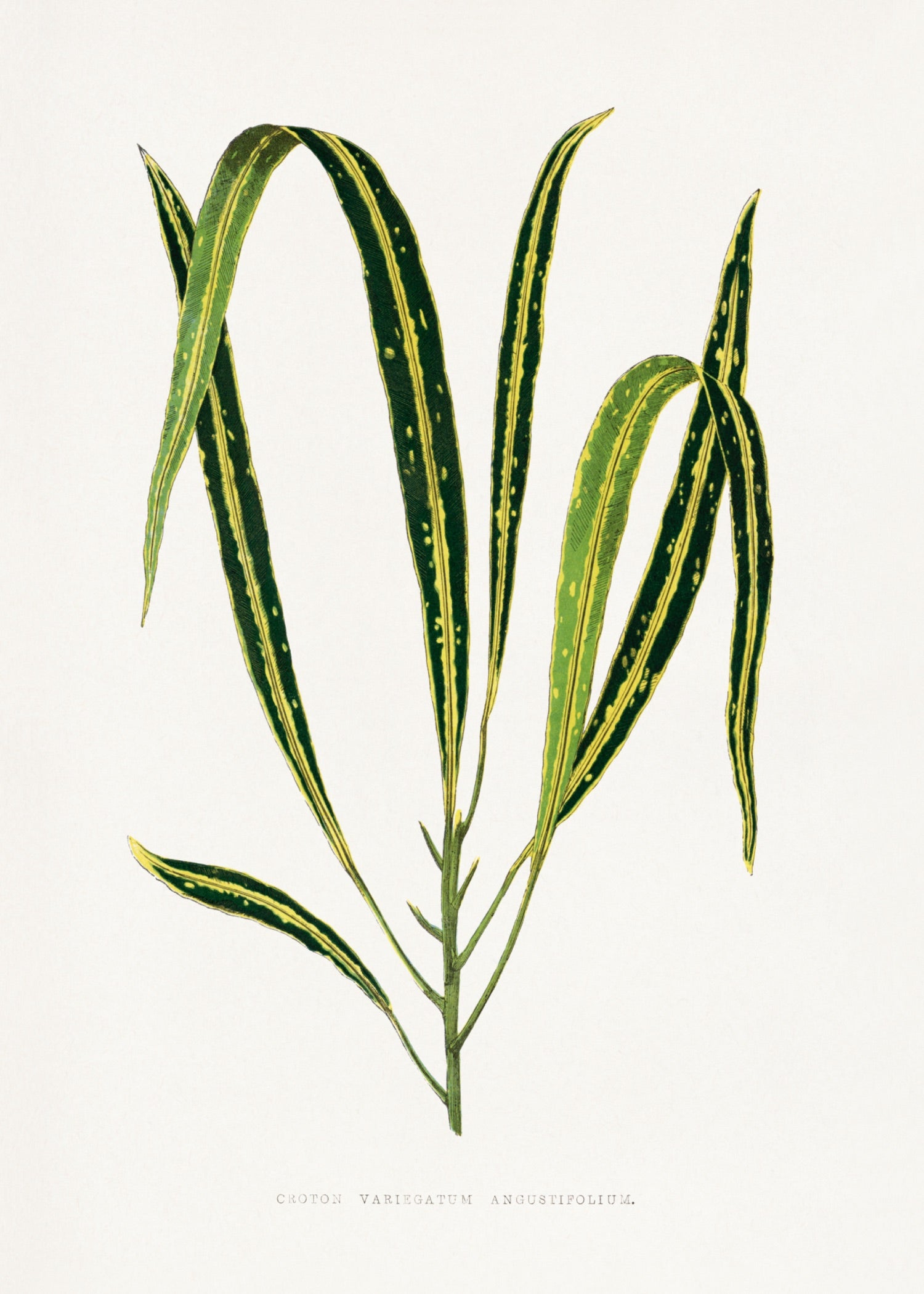 VINTAGE LEAF 44