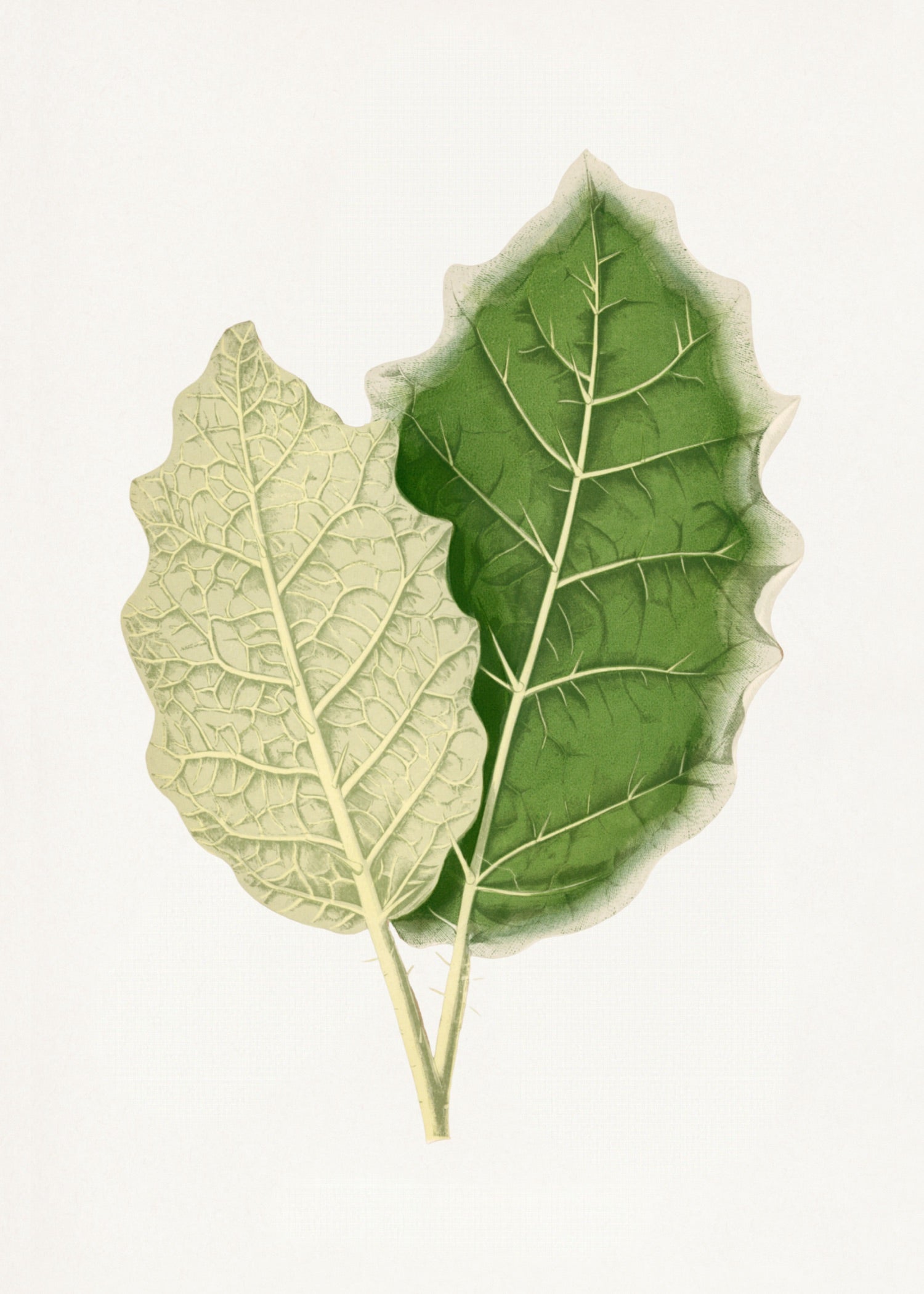 VINTAGE LEAF 45
