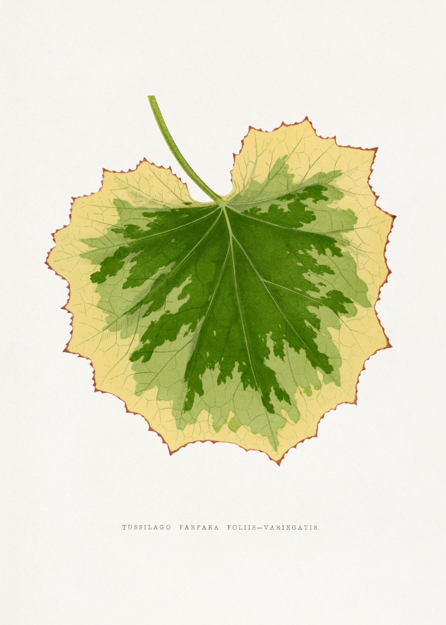 VINTAGE LEAF 47