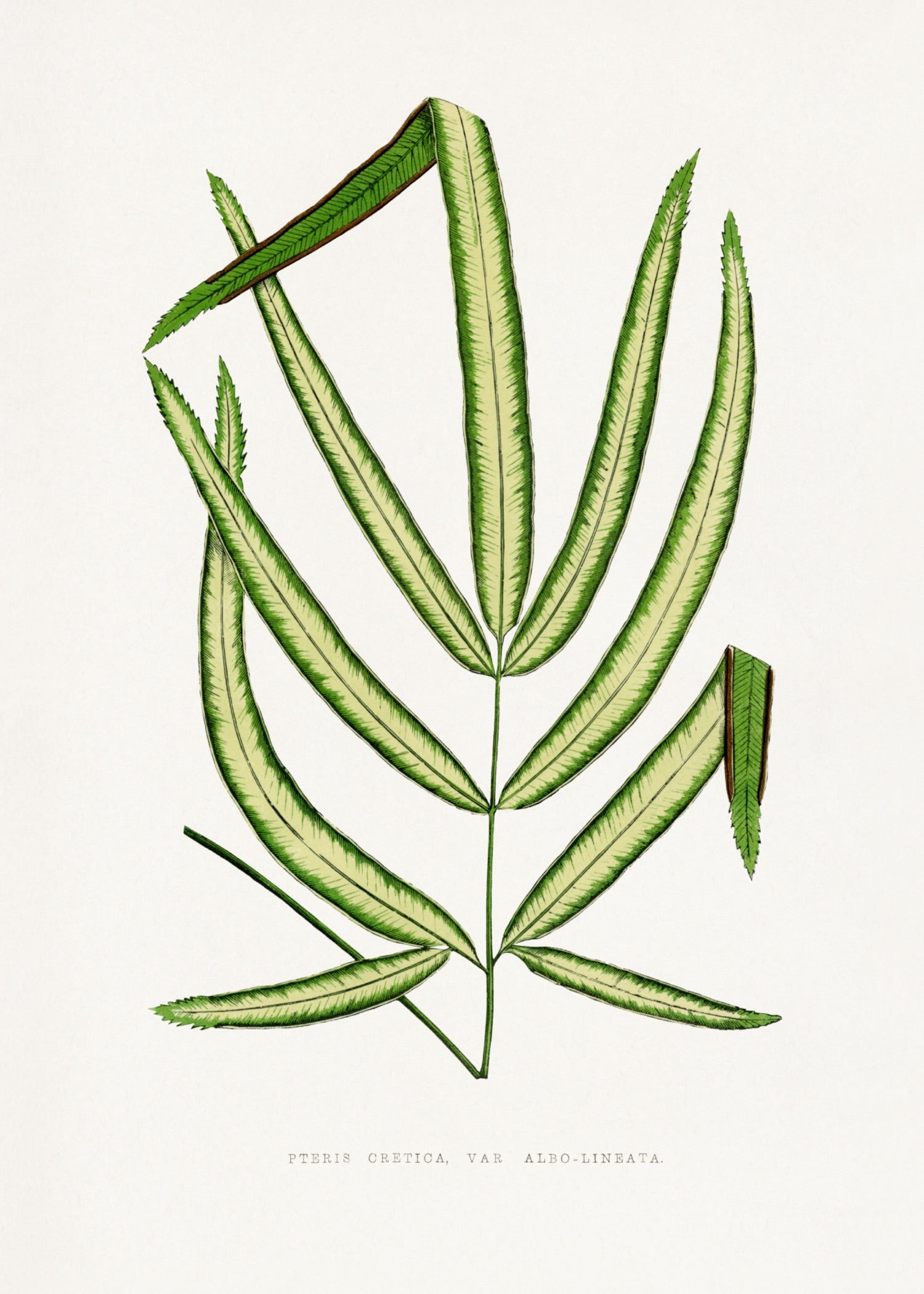 VINTAGE LEAF 48