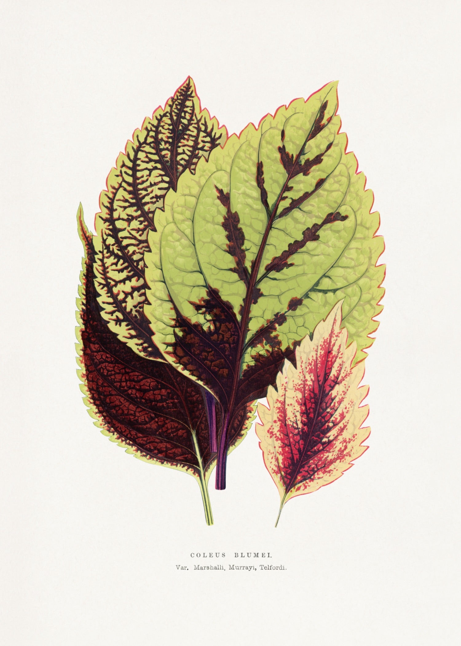 VINTAGE LEAF 49